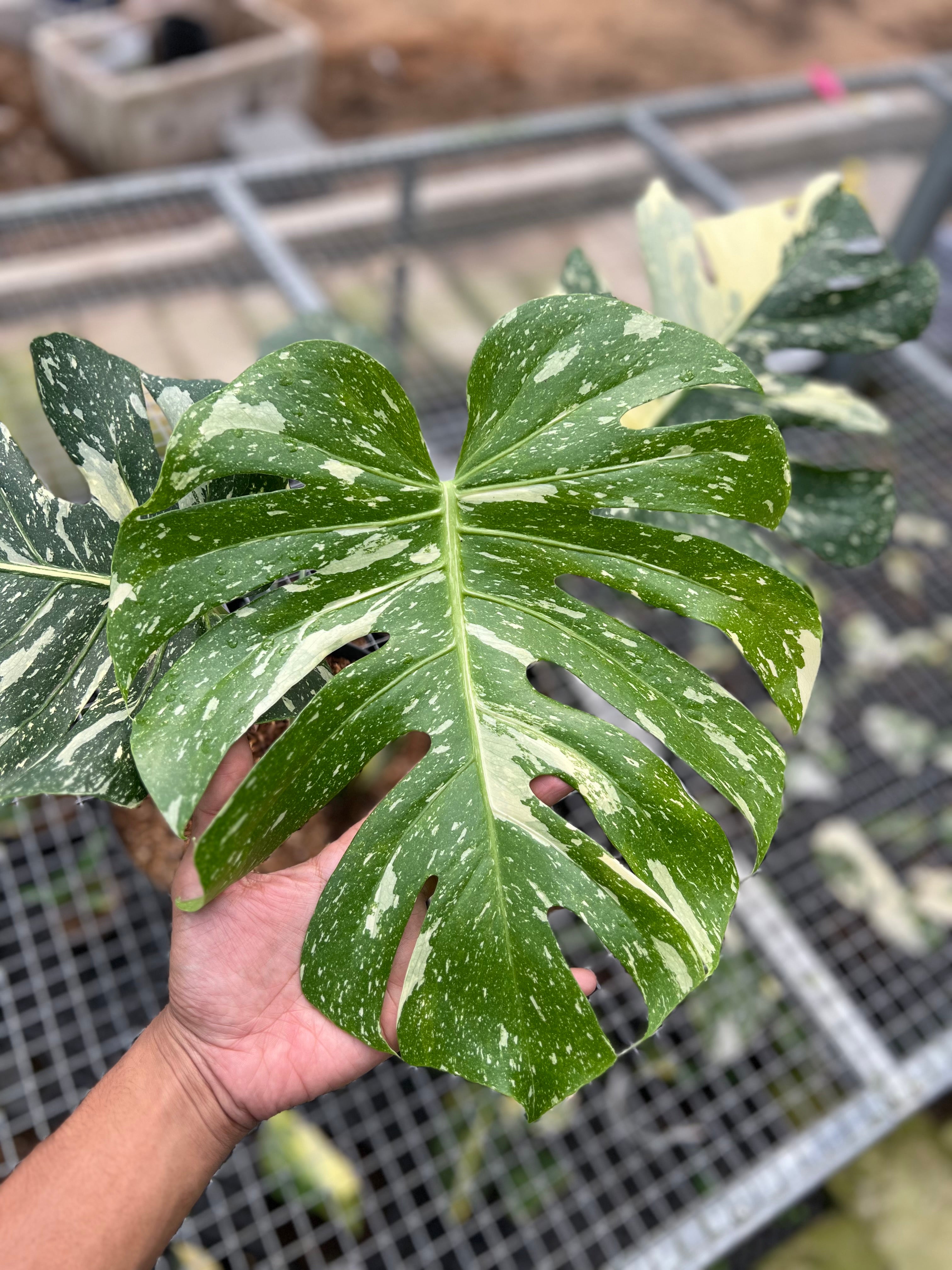 Monstera Thai Constellation