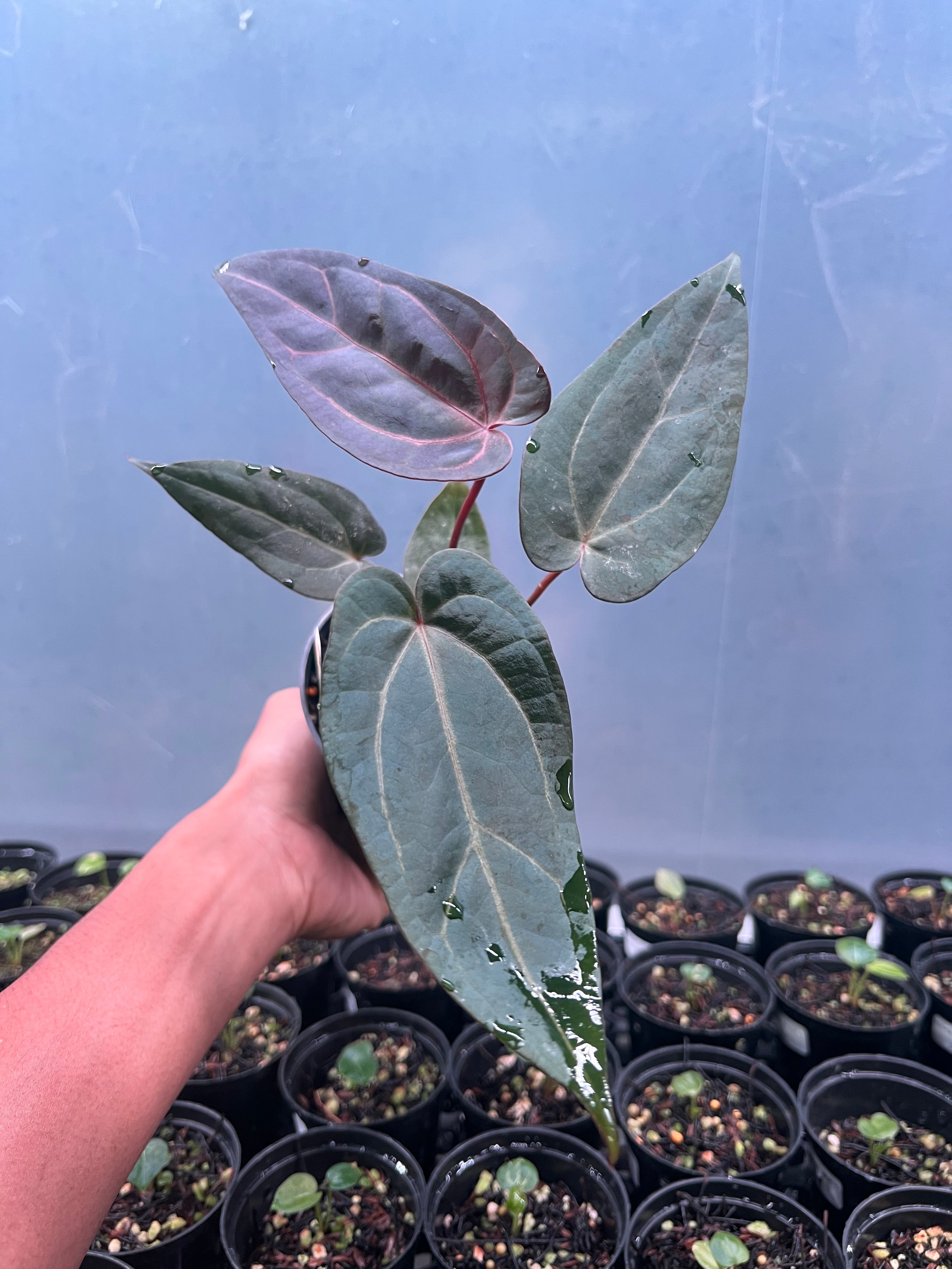 Anthurium Drak Handsome x Purple BVIT x ZM