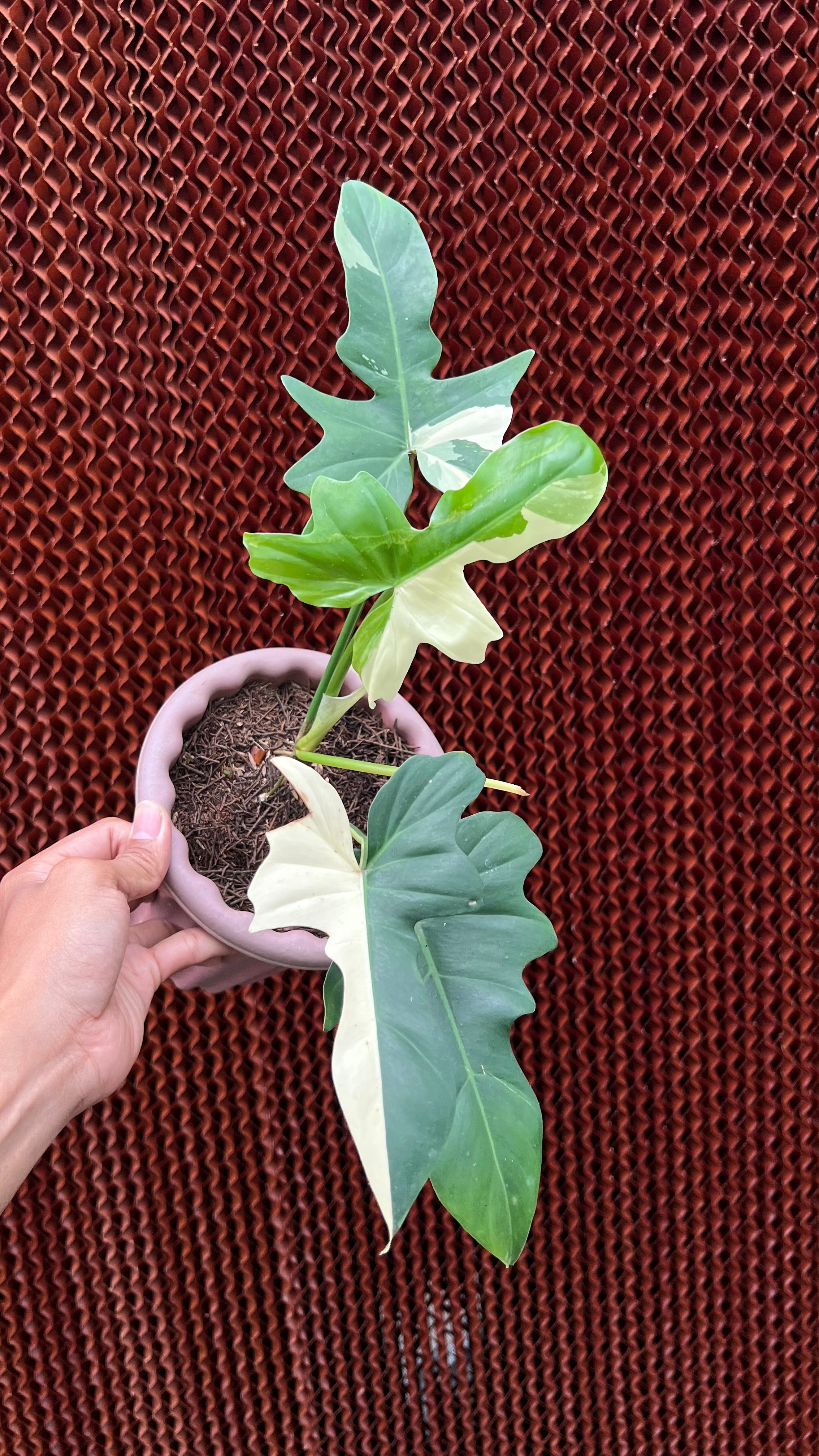 Philodendron Golden Dragon Variegated
