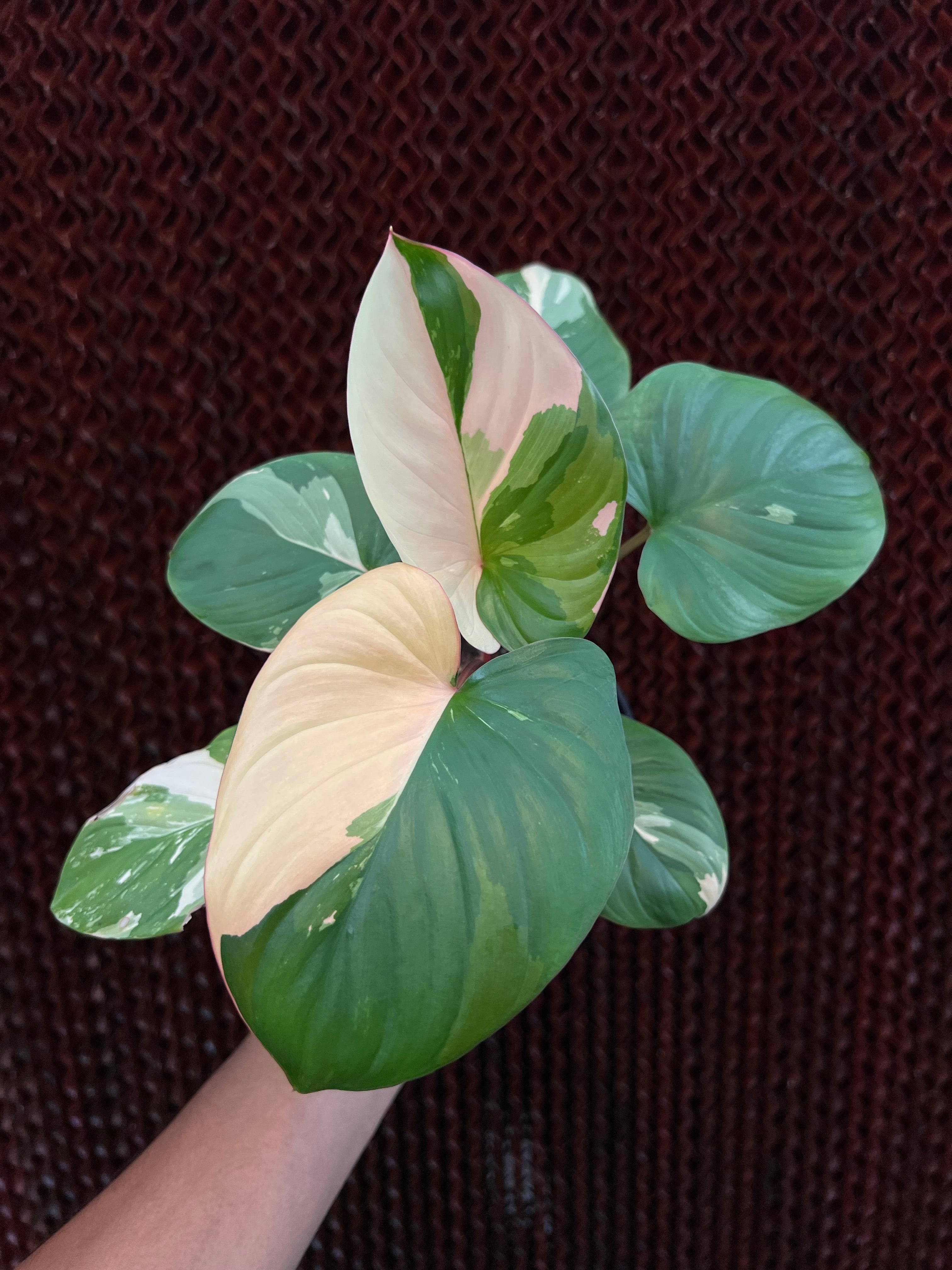 Homalomena Rubescen Peach Mint Variegated