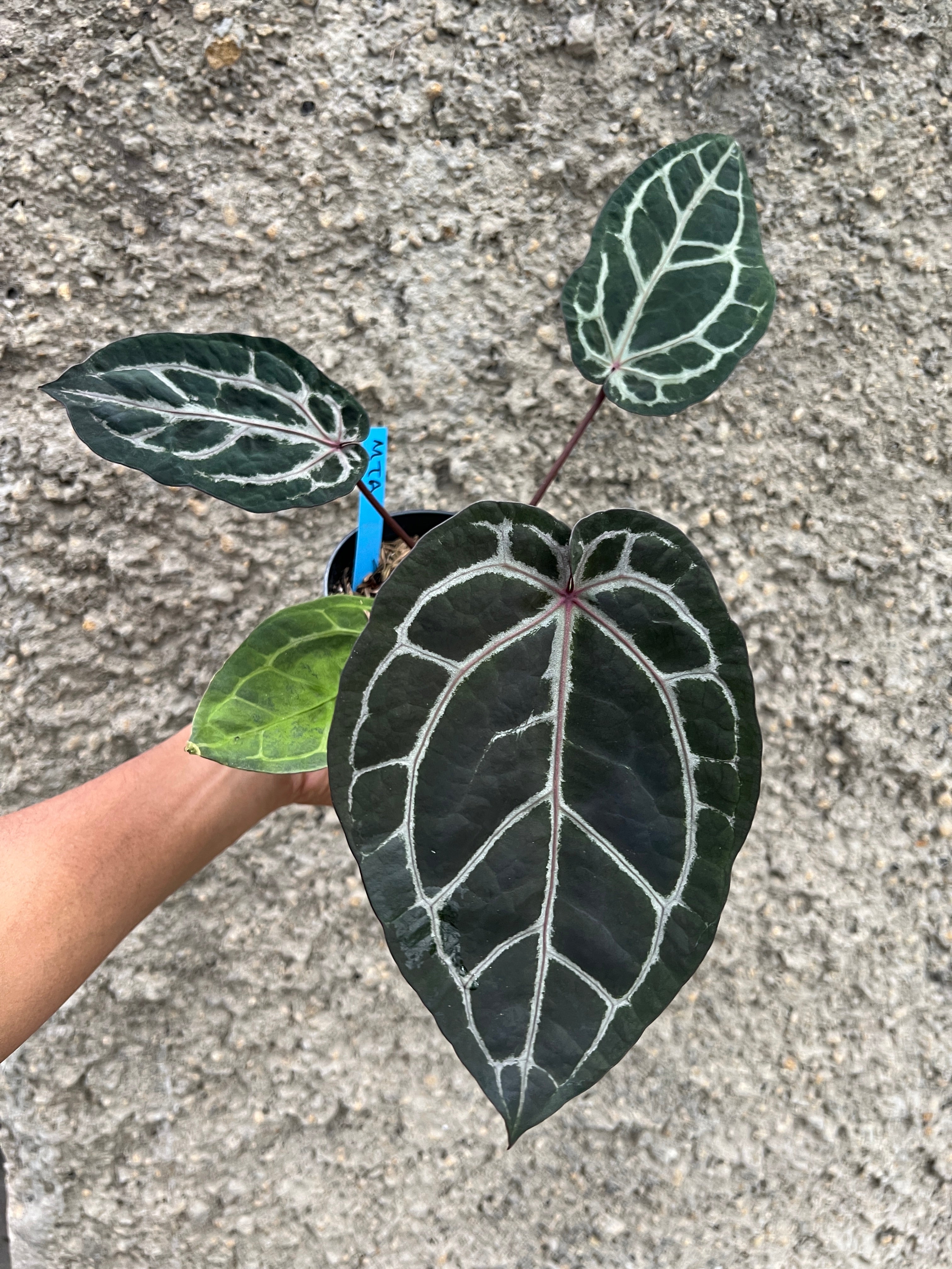 Anthurium Memoriam Team Anderson (MTA)
