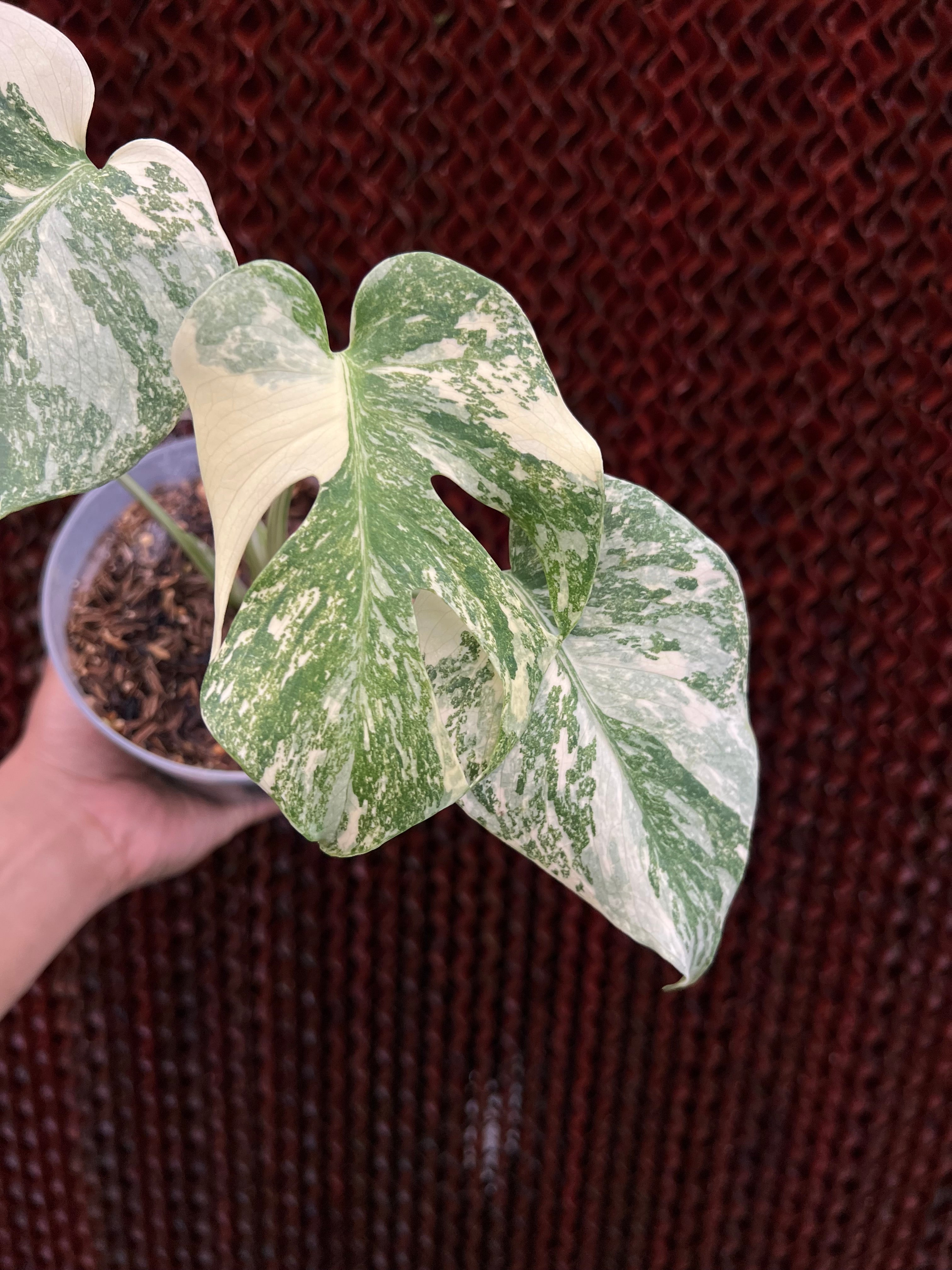 Monstera Cartoon Variegated