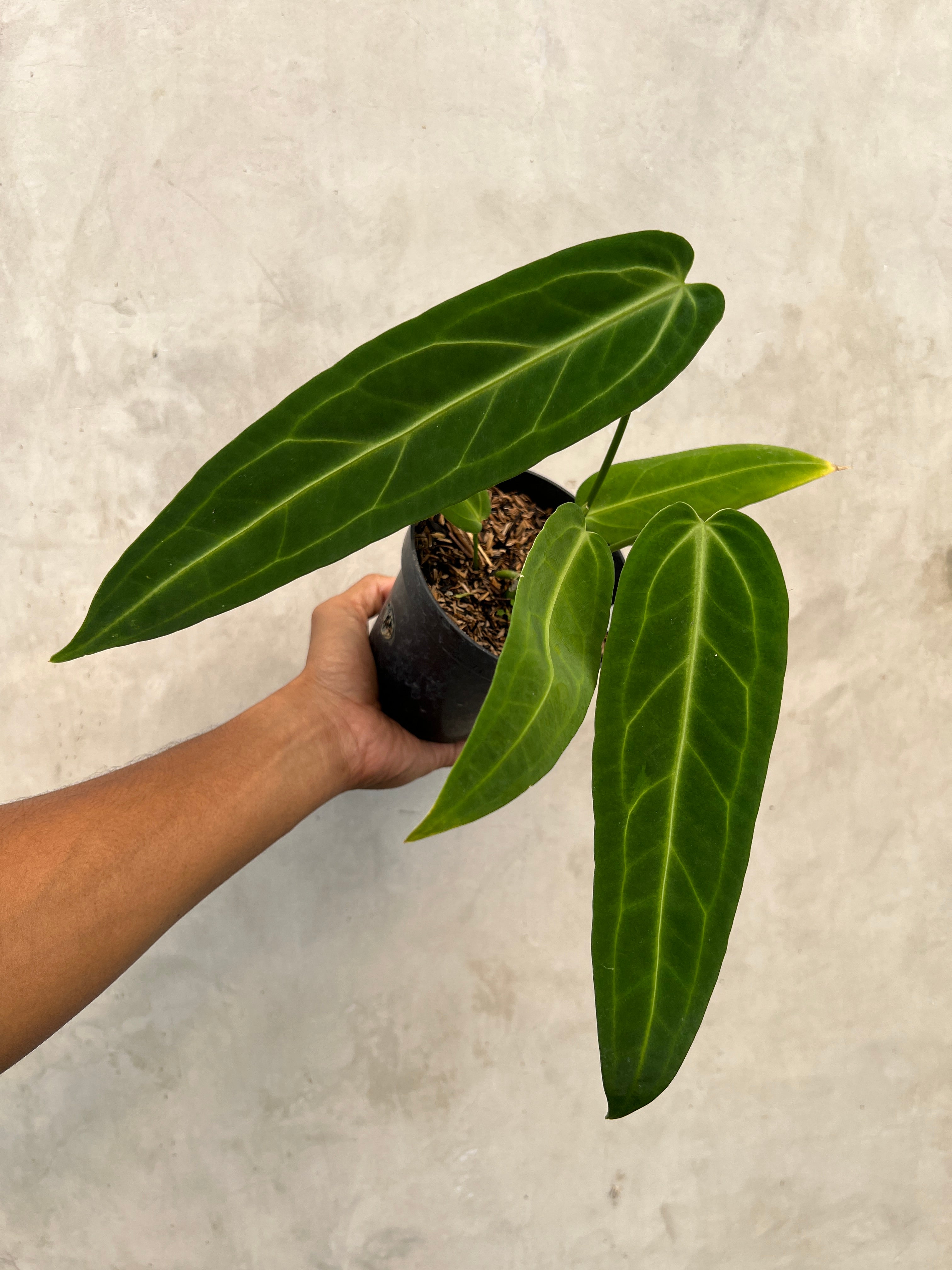 Anthurium Warocqueanum