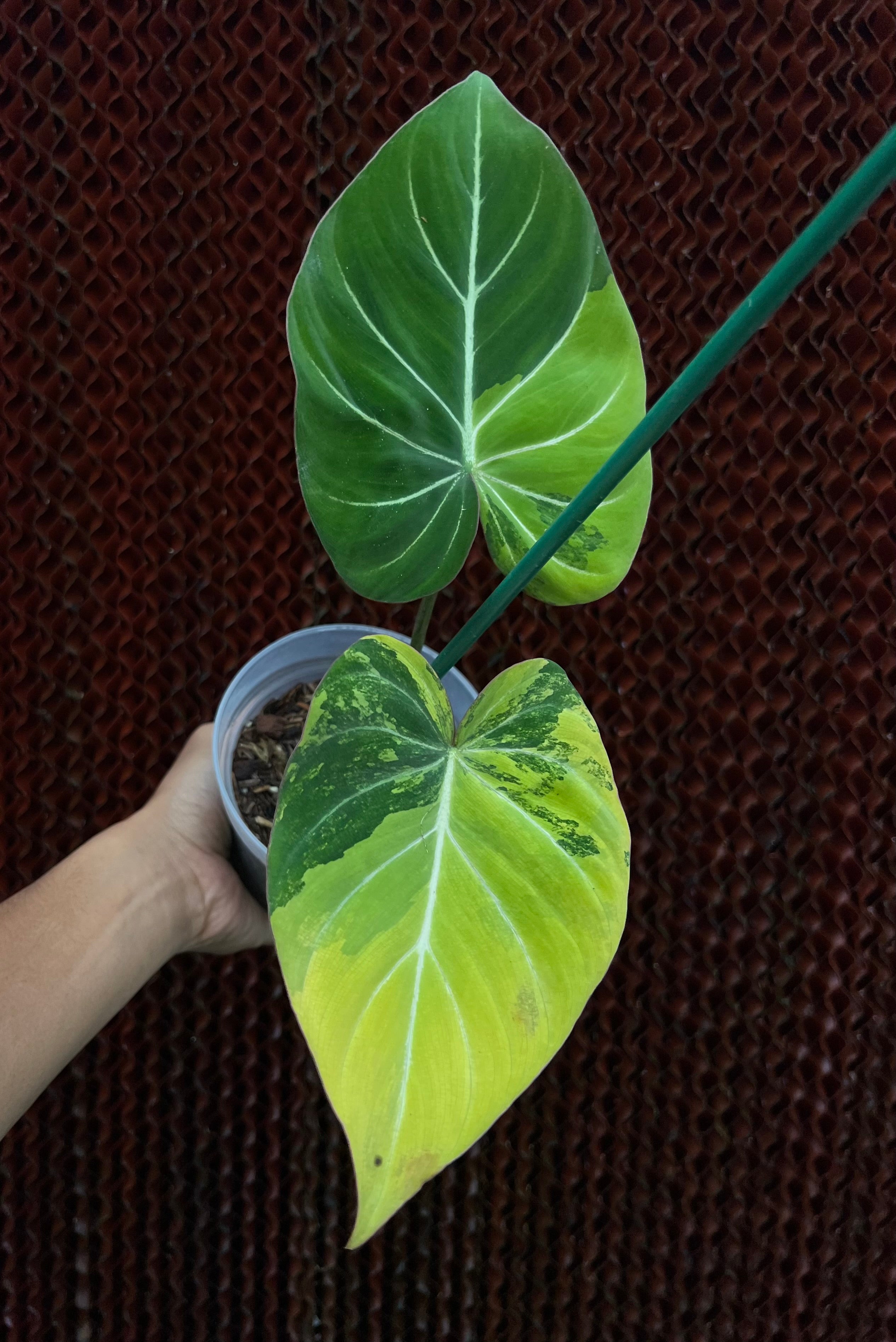 Philodendron Gloriosum Aurea Variegated