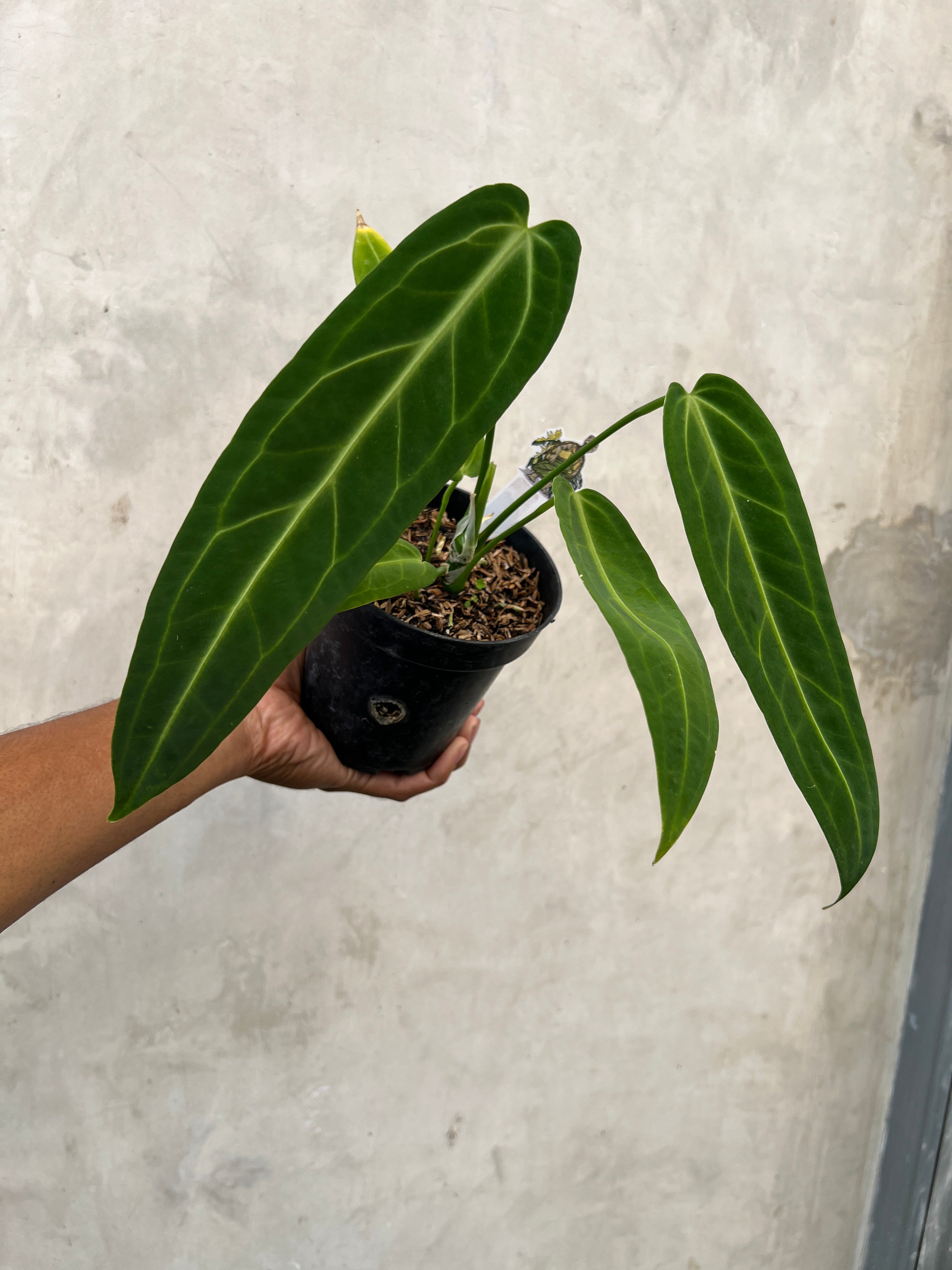 Anthurium Warocqueanum