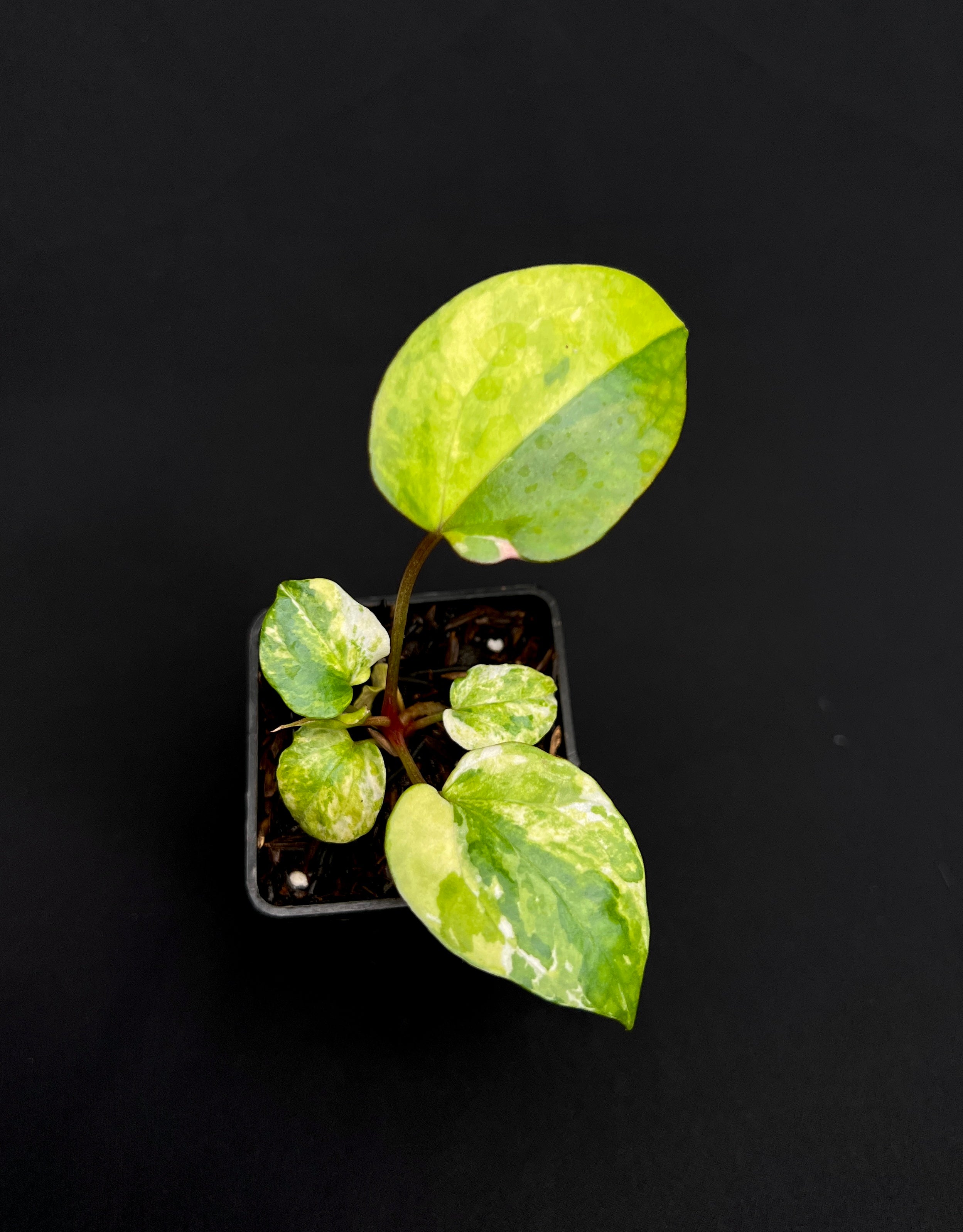 Anthurium Night Queen x Zara Michelle