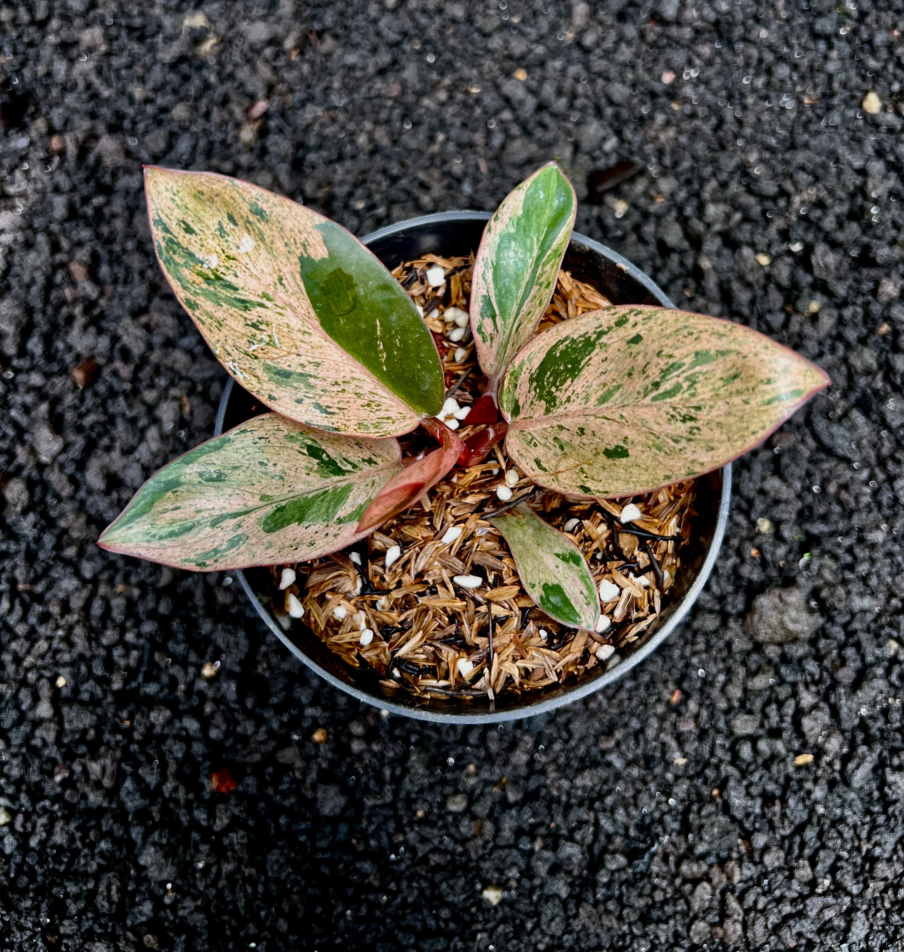 Philodendron Red Congo Dwarf Variegated