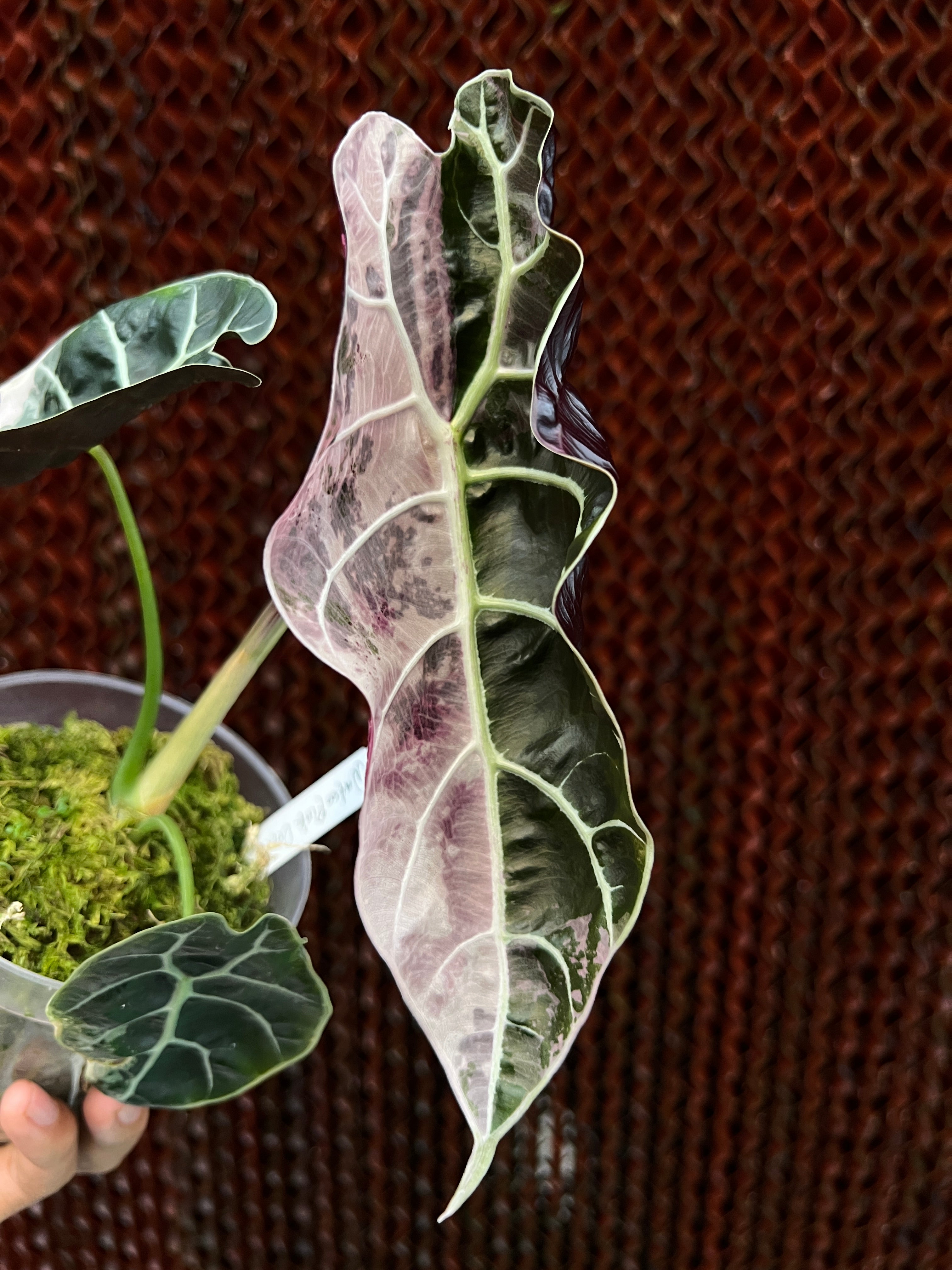 Alocasia Watsonia Medium Size Variegated
