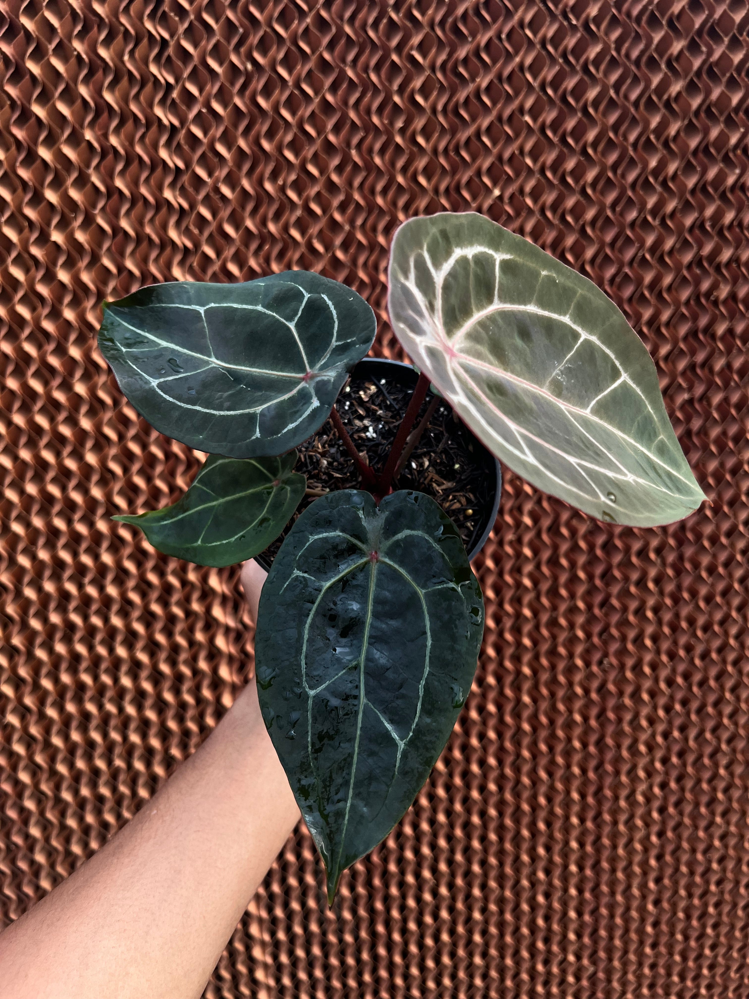Anthurium Forgetii x (Michelle x Tortoise grey)