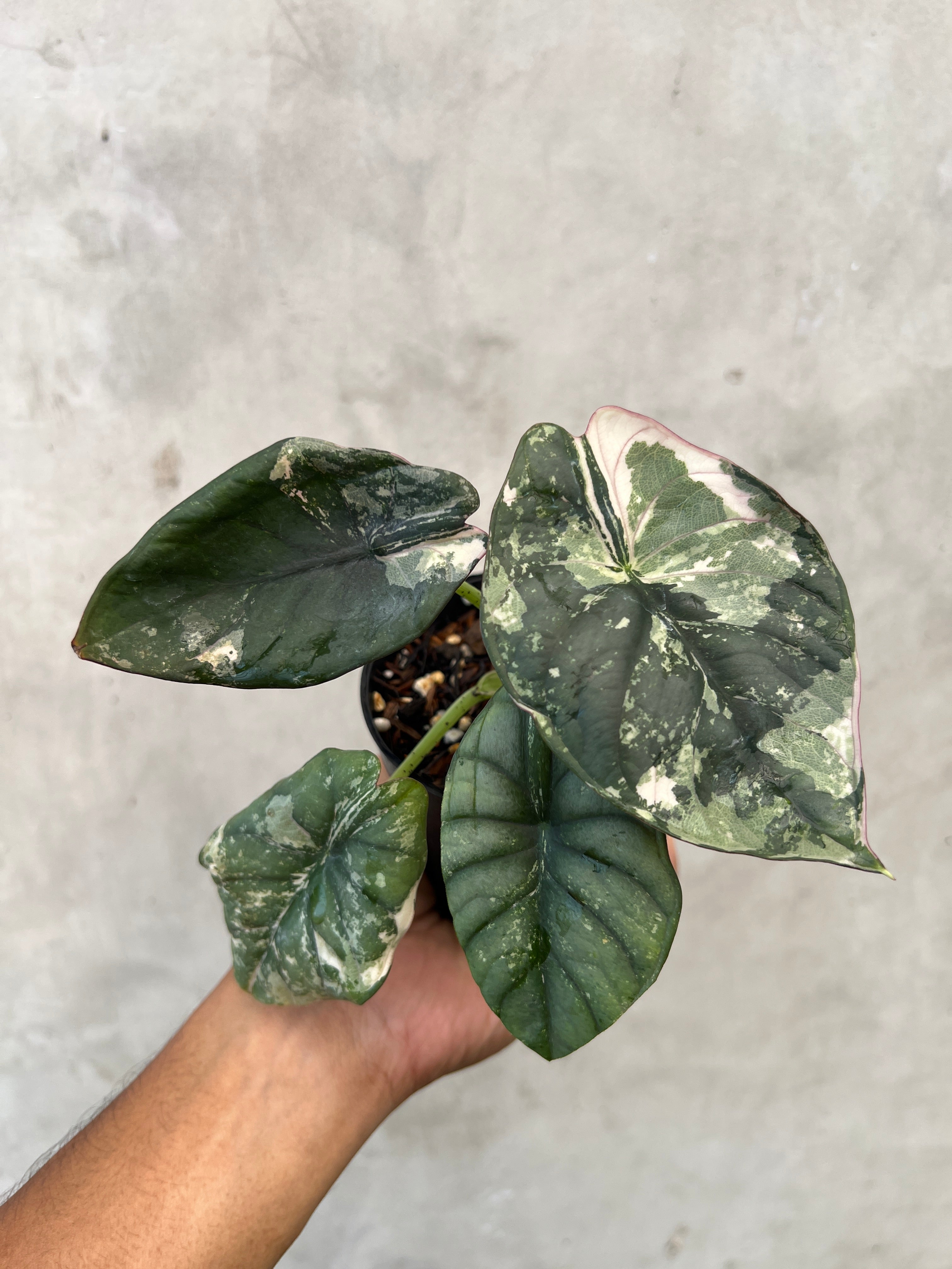 Alocasia Nebula Pink Variegated