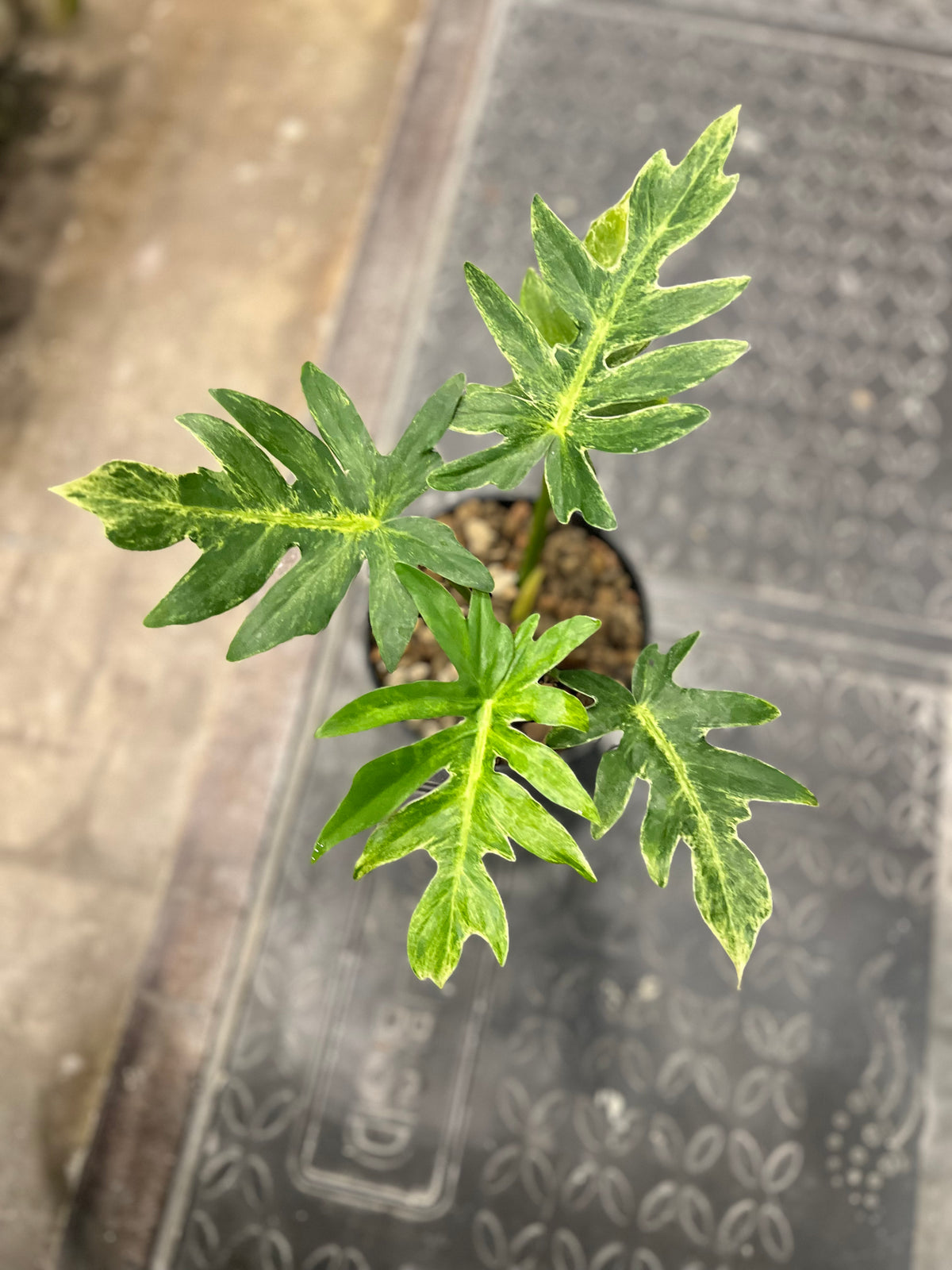 Philodendron Mayoii x Bob cee Variegated