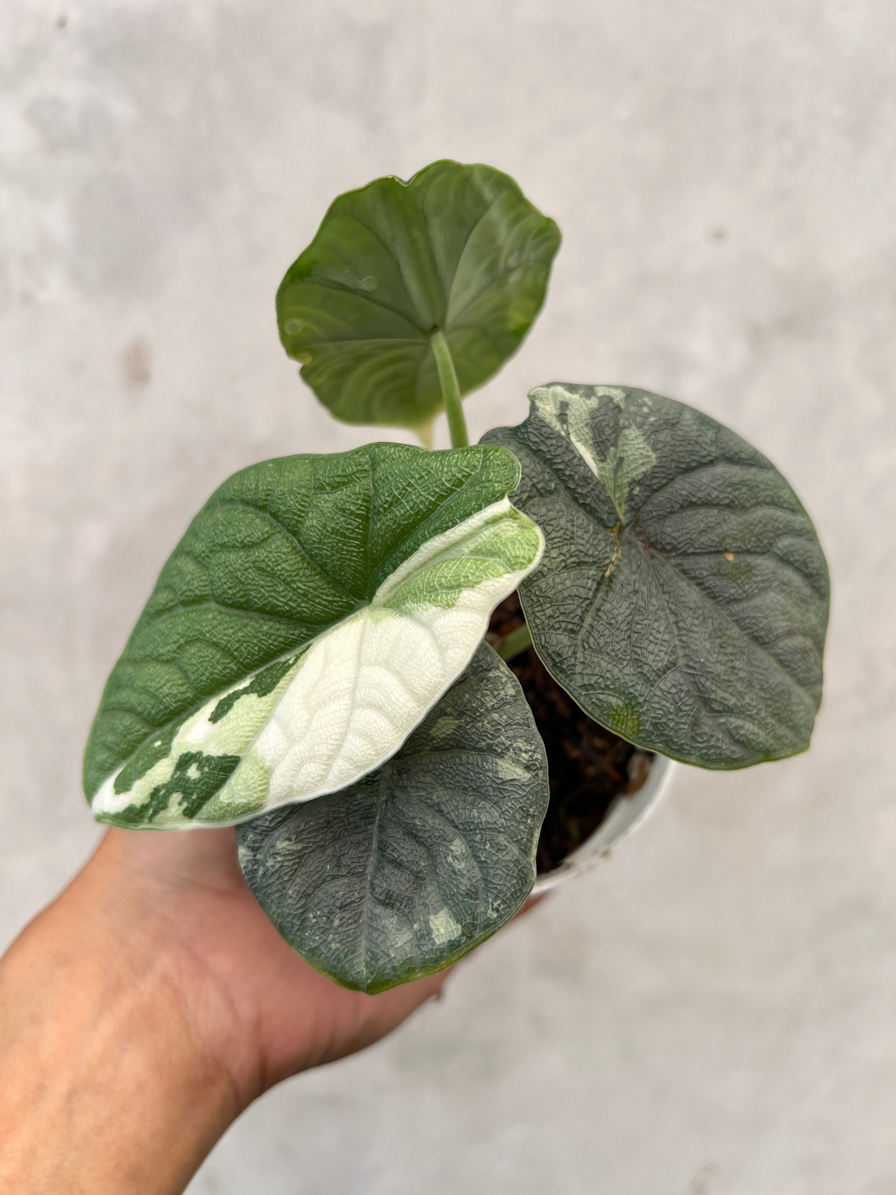 Alocasia Melo Albo Variegated