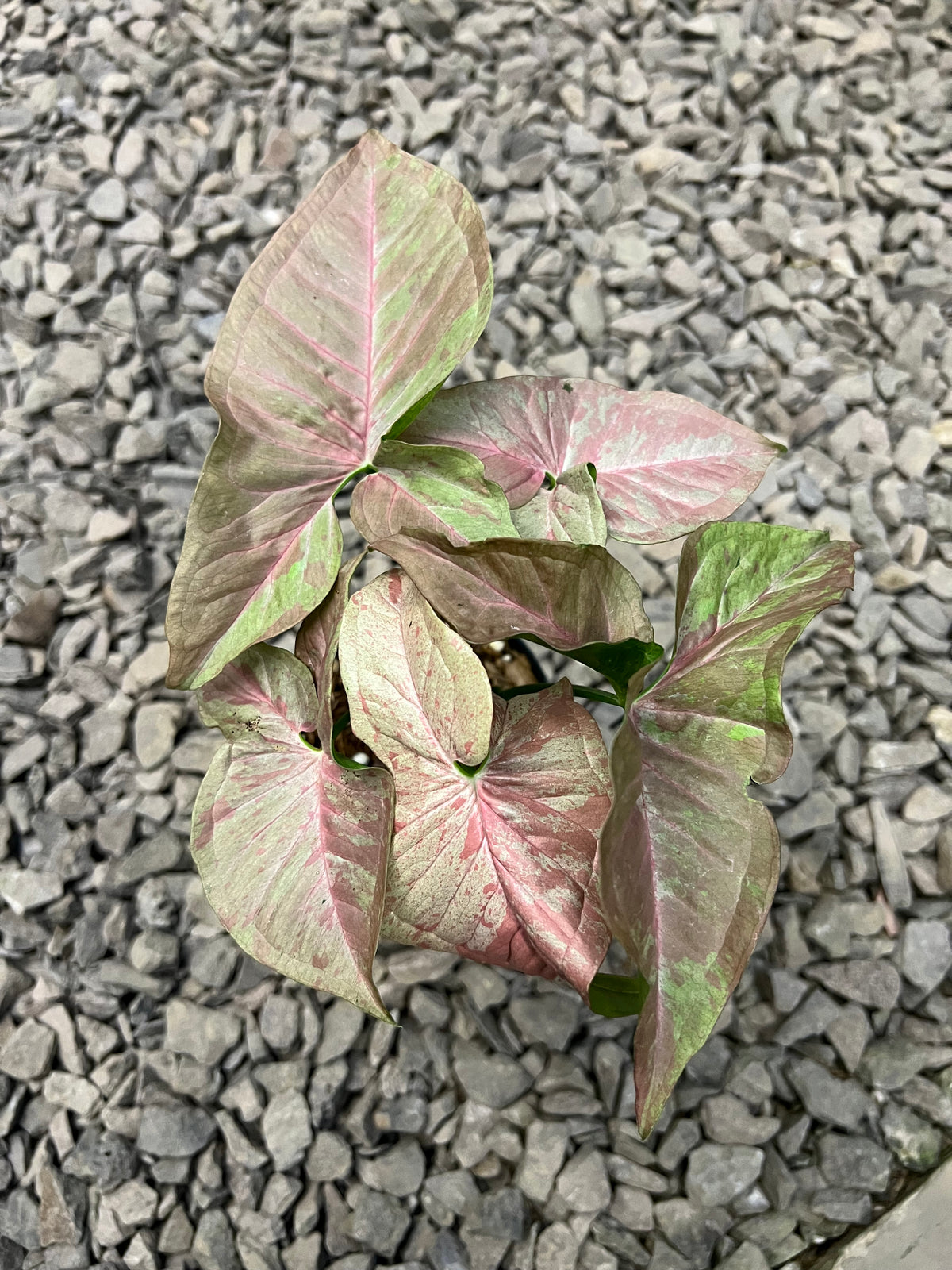 Syngonium Pink cloud confetti
