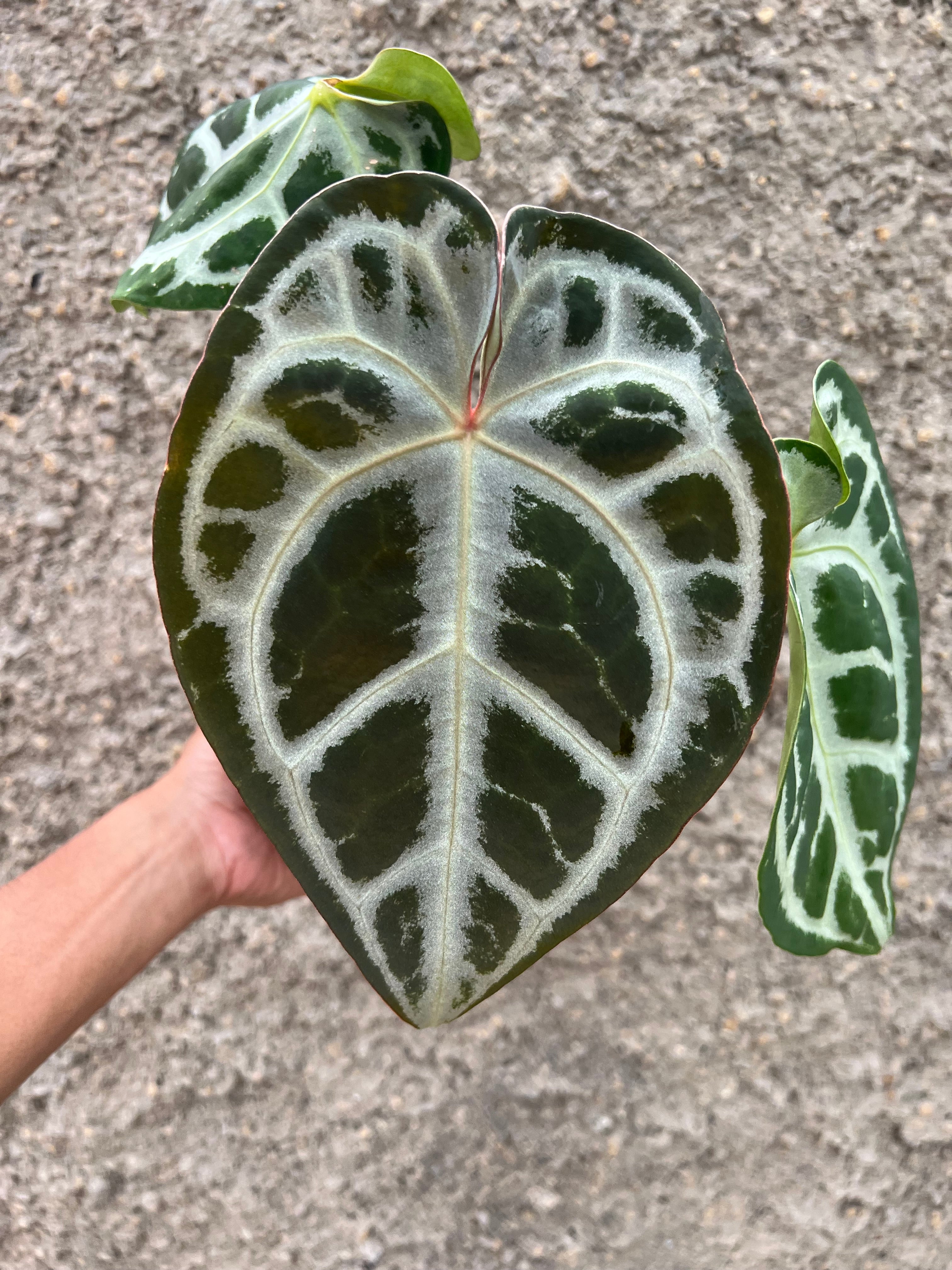 Anthurium SKG SILVER x Red Crystallinum NSE
