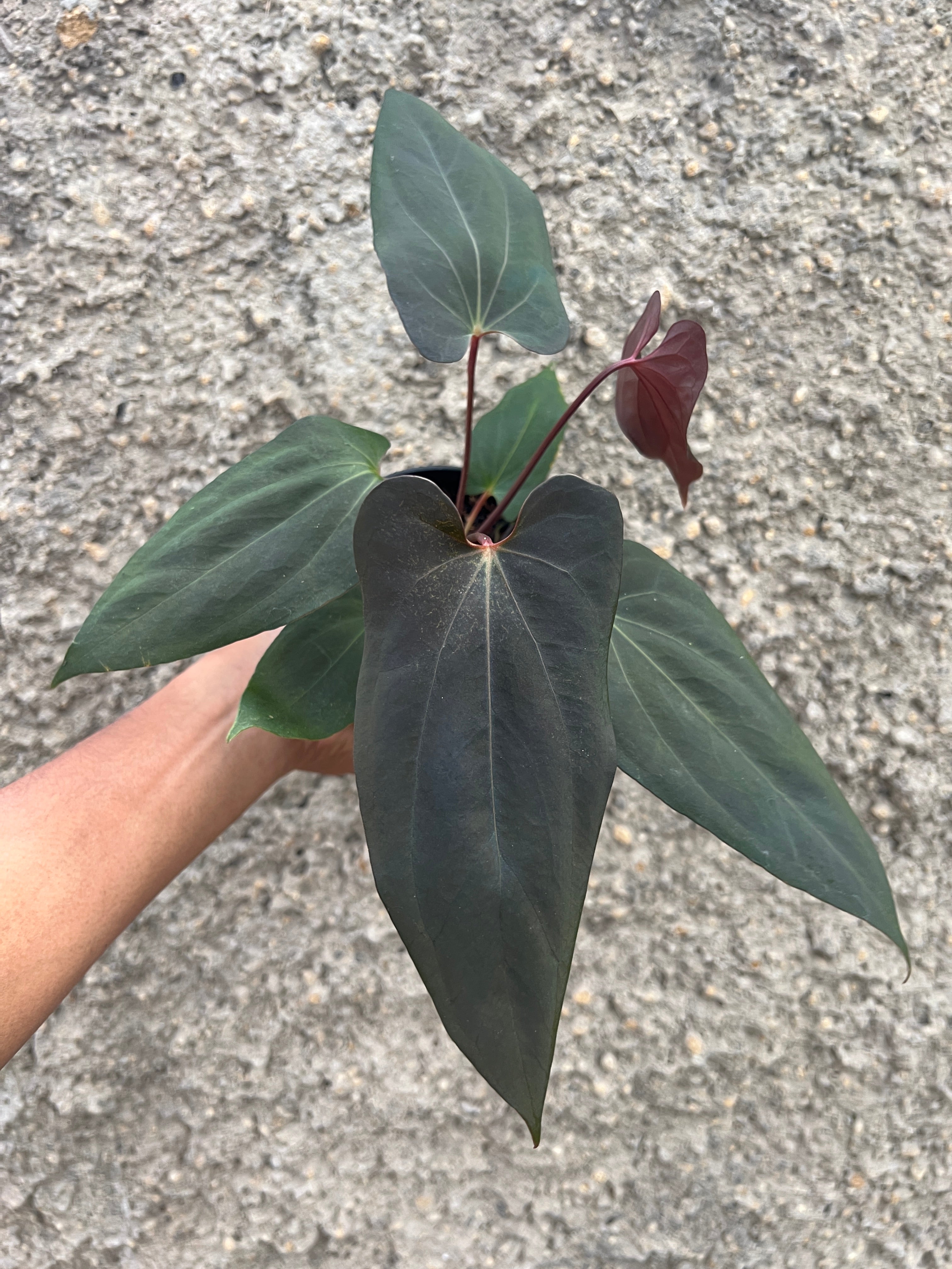 Anthurium Blood Of Blue (Medium Size)