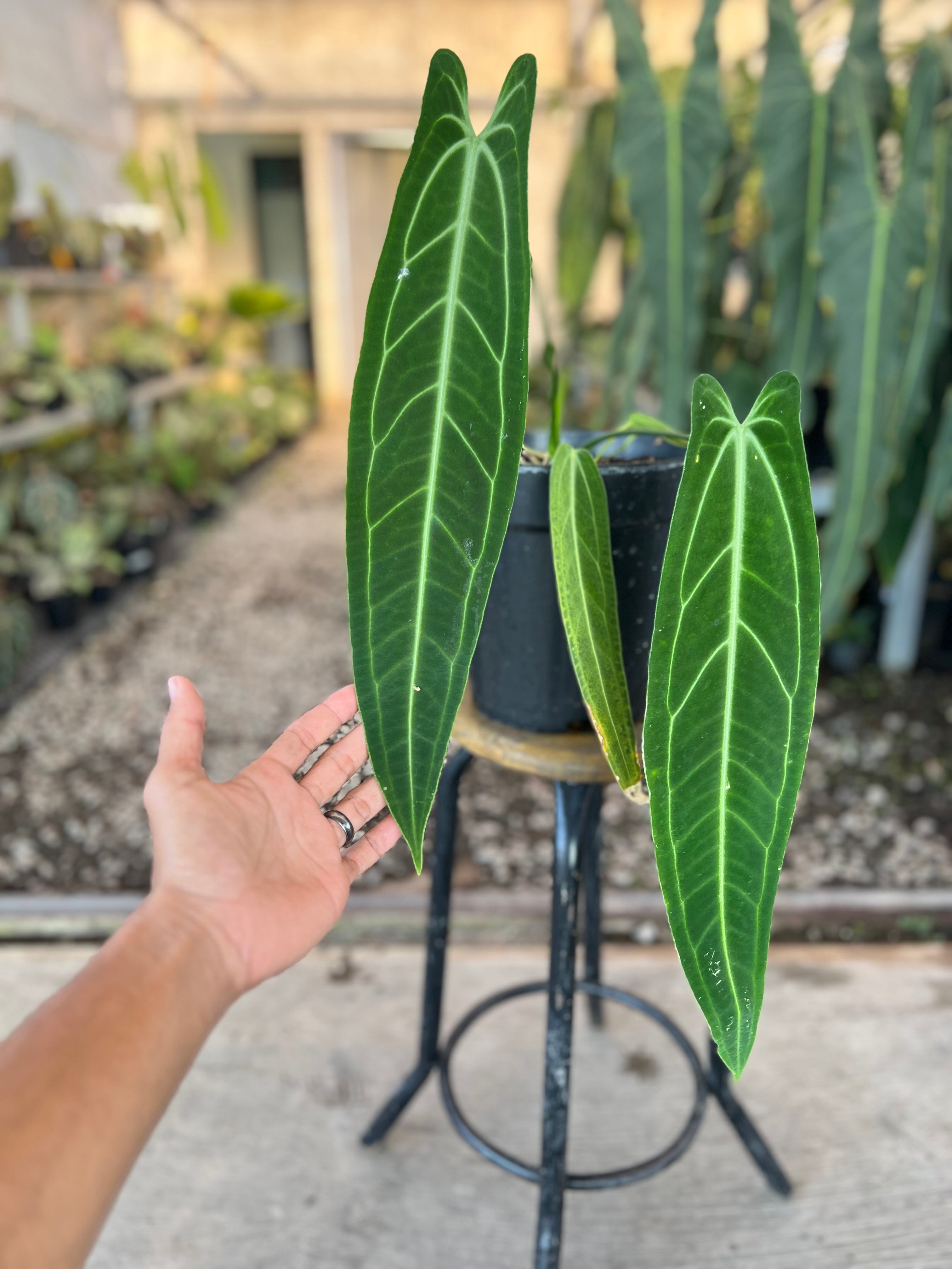 Anthurium warocqueanum Dark Form medium size