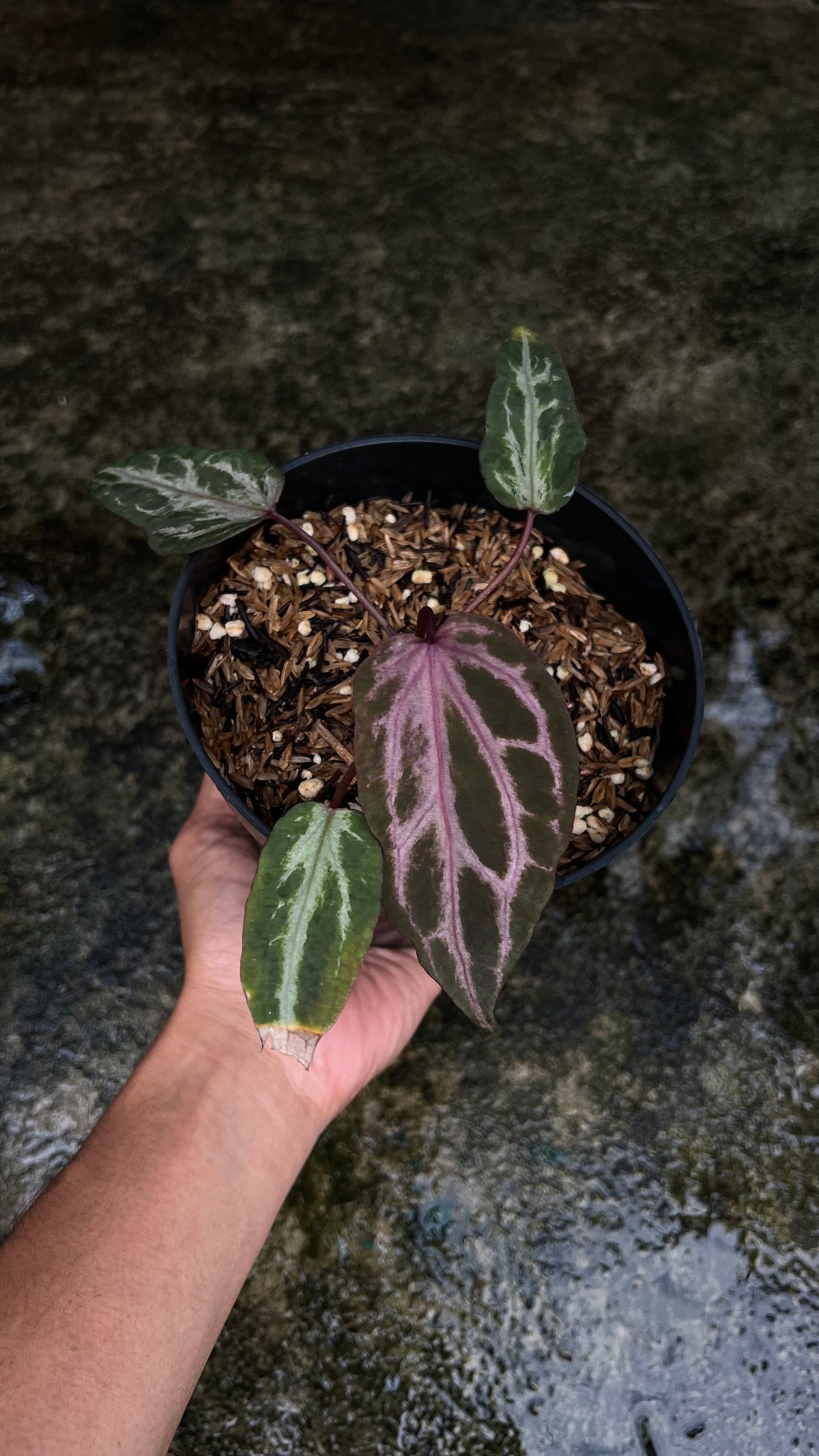 Anthurium Zara Michelle x Zara Michelle (mutation)