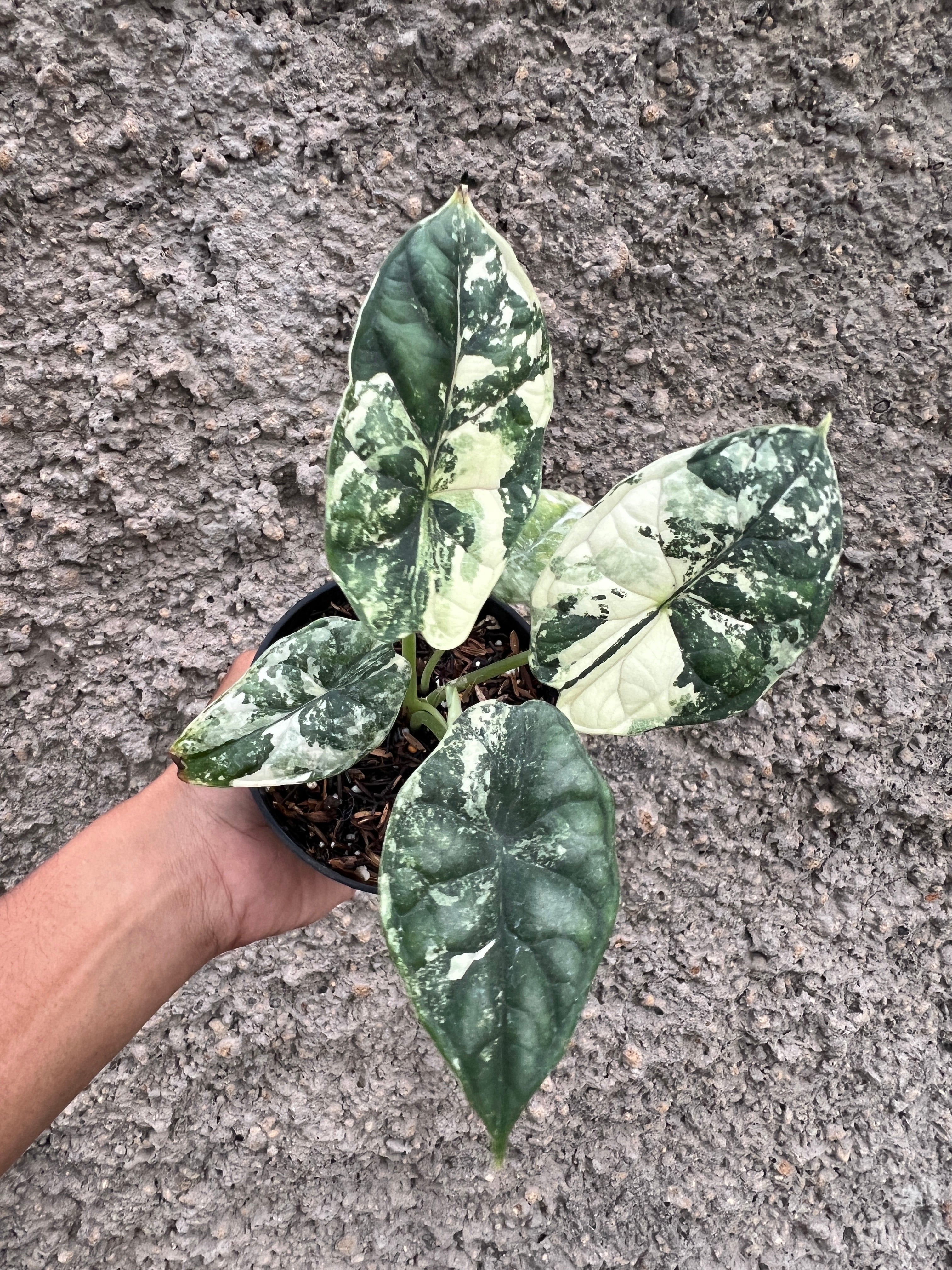 Alocasia Dragon Scale Variegated
