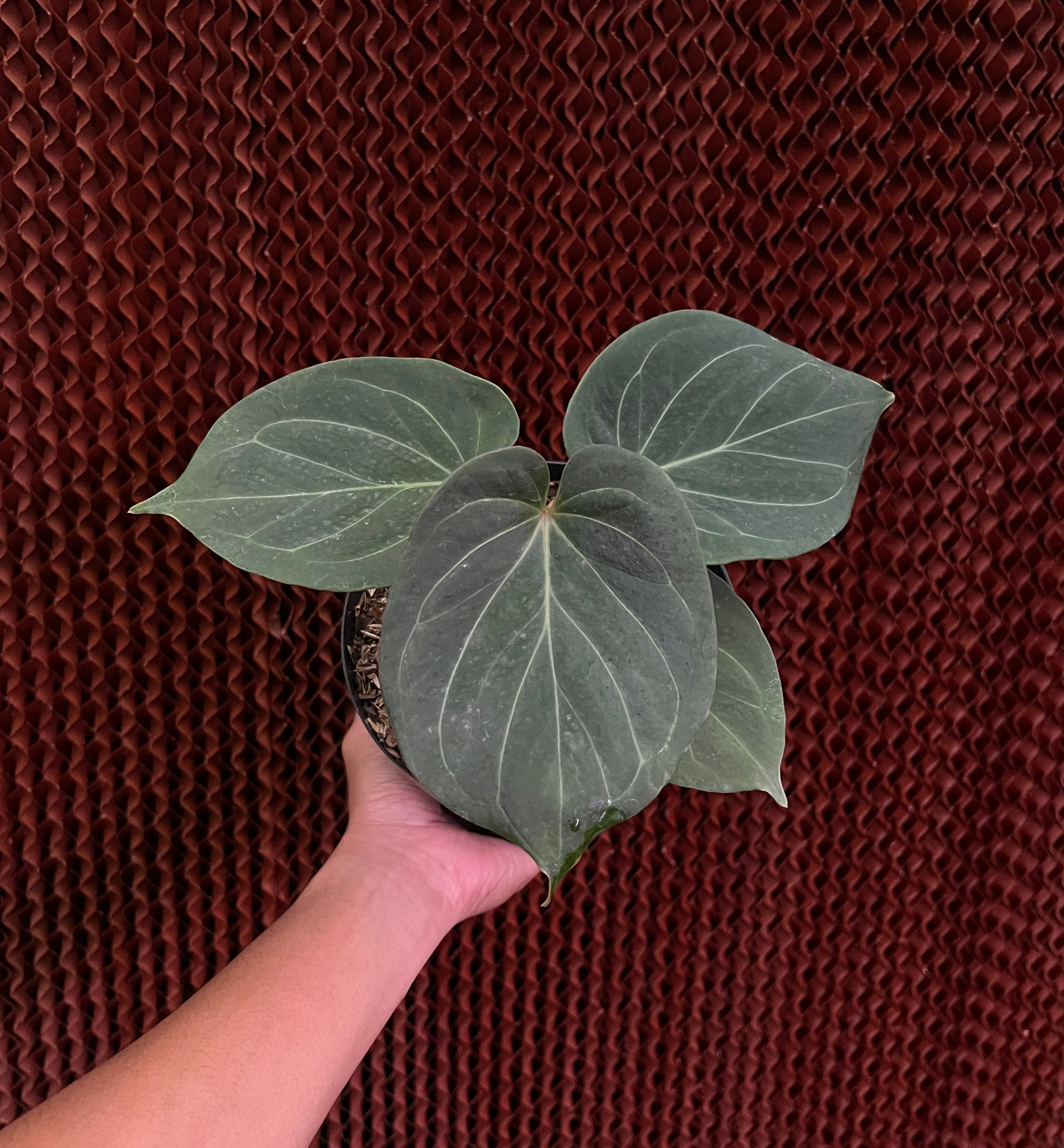 Anthurium King Of Spades