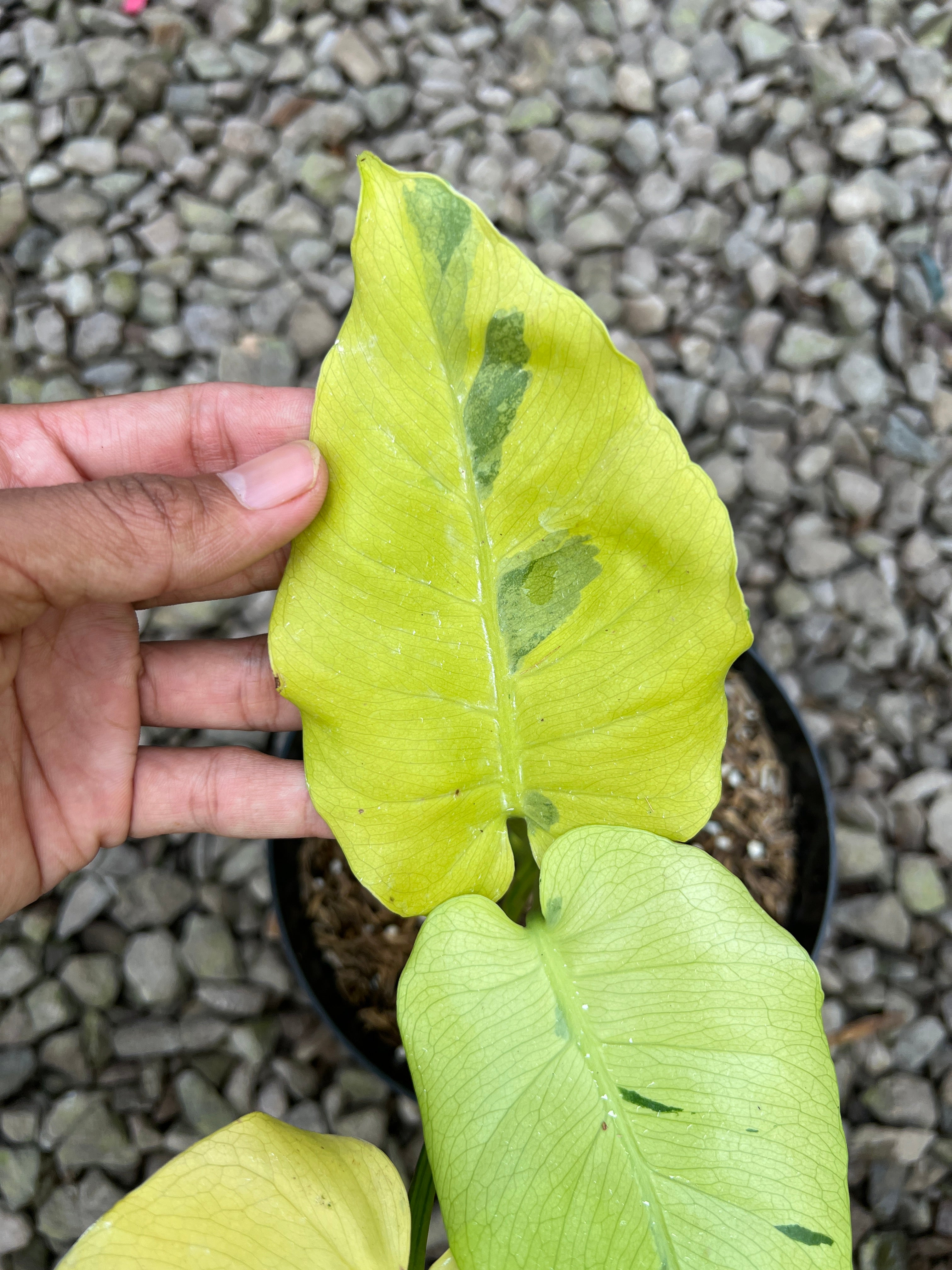 Monstera Yellow Lava