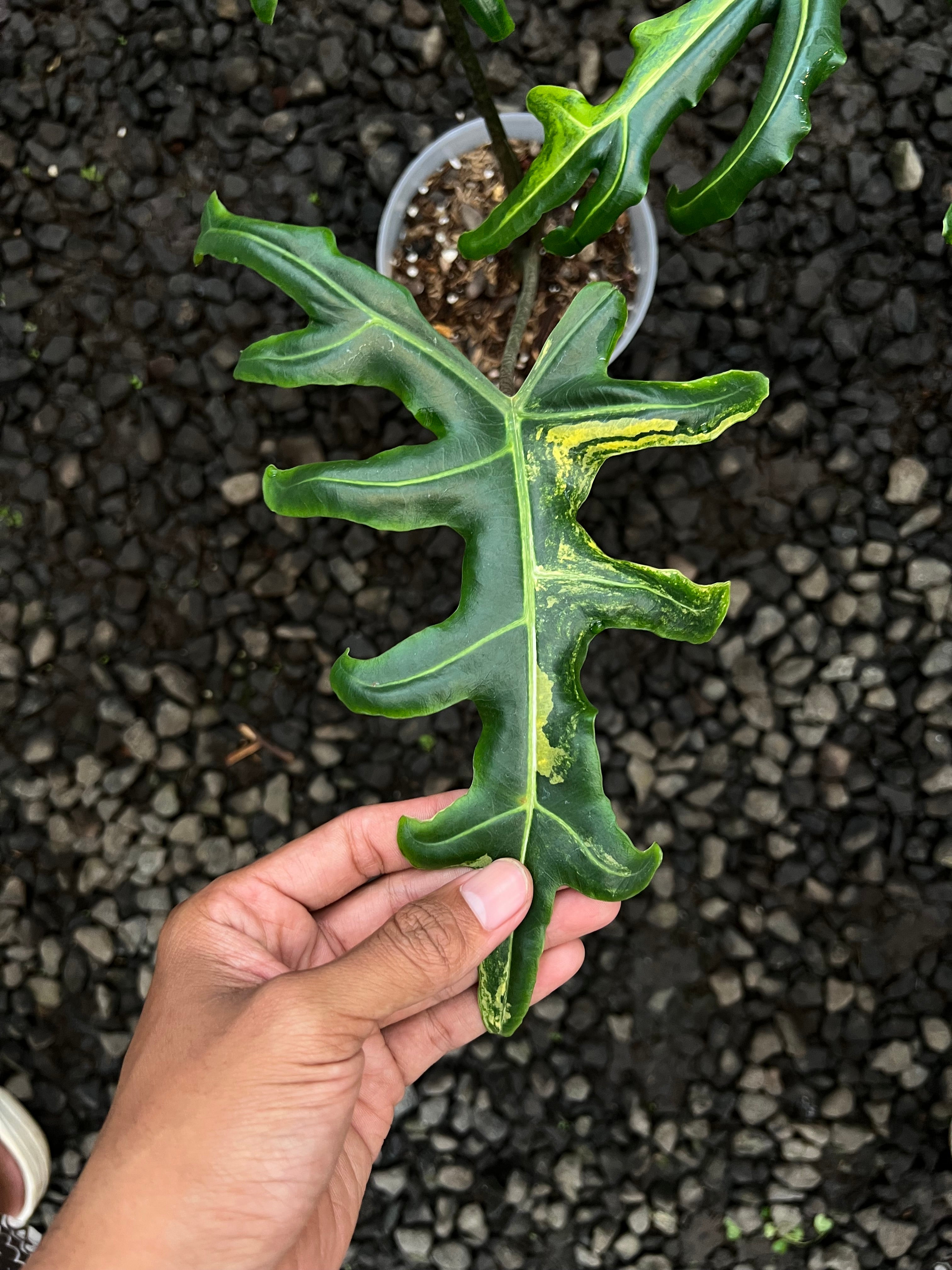 Alocasia Portei Aurea Variegated