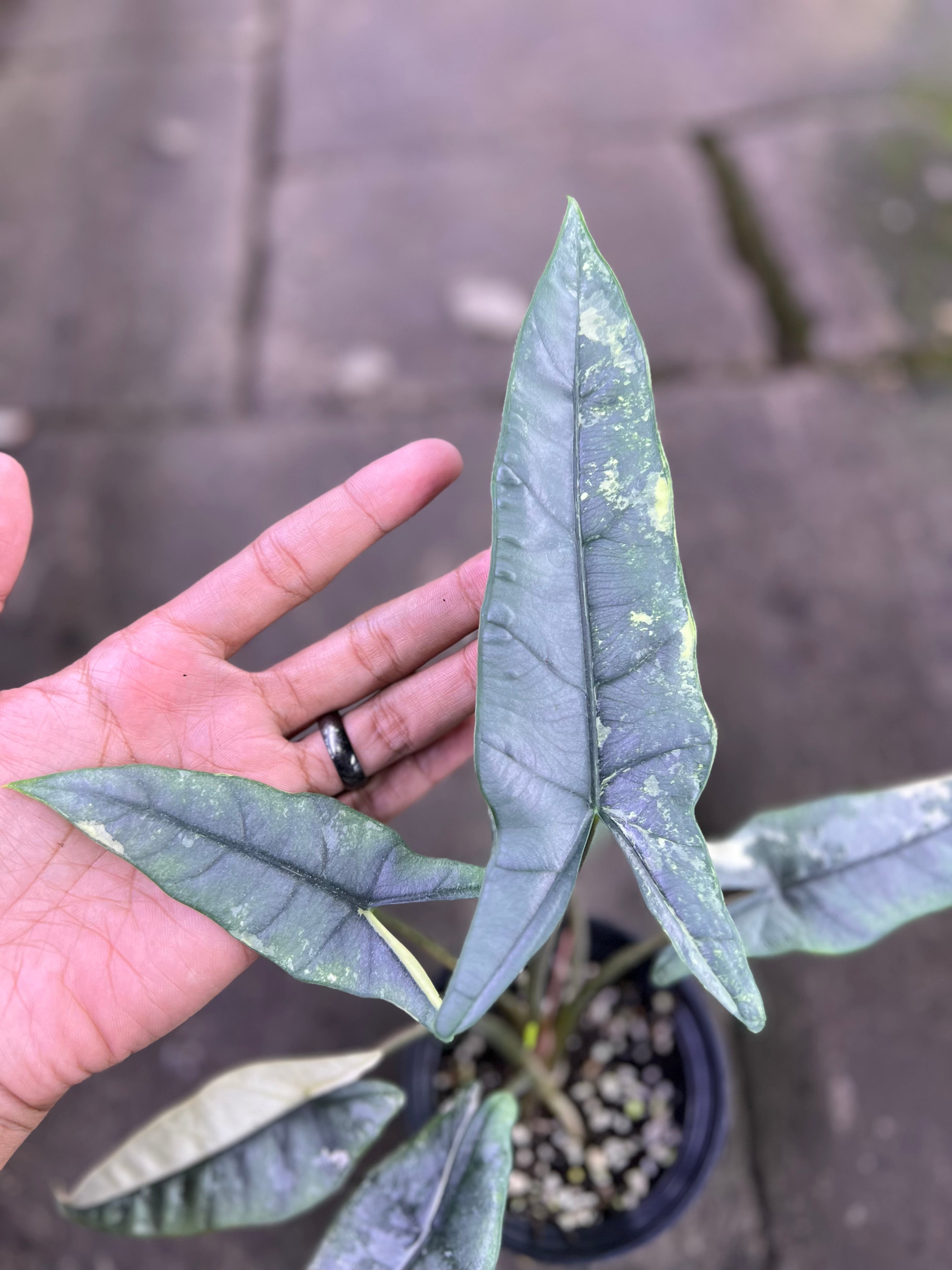 Alocasia Heterophylla Metalic blue albo