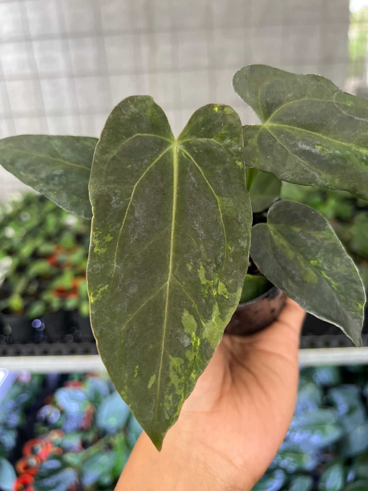 Anthurium Forgetii Variegated