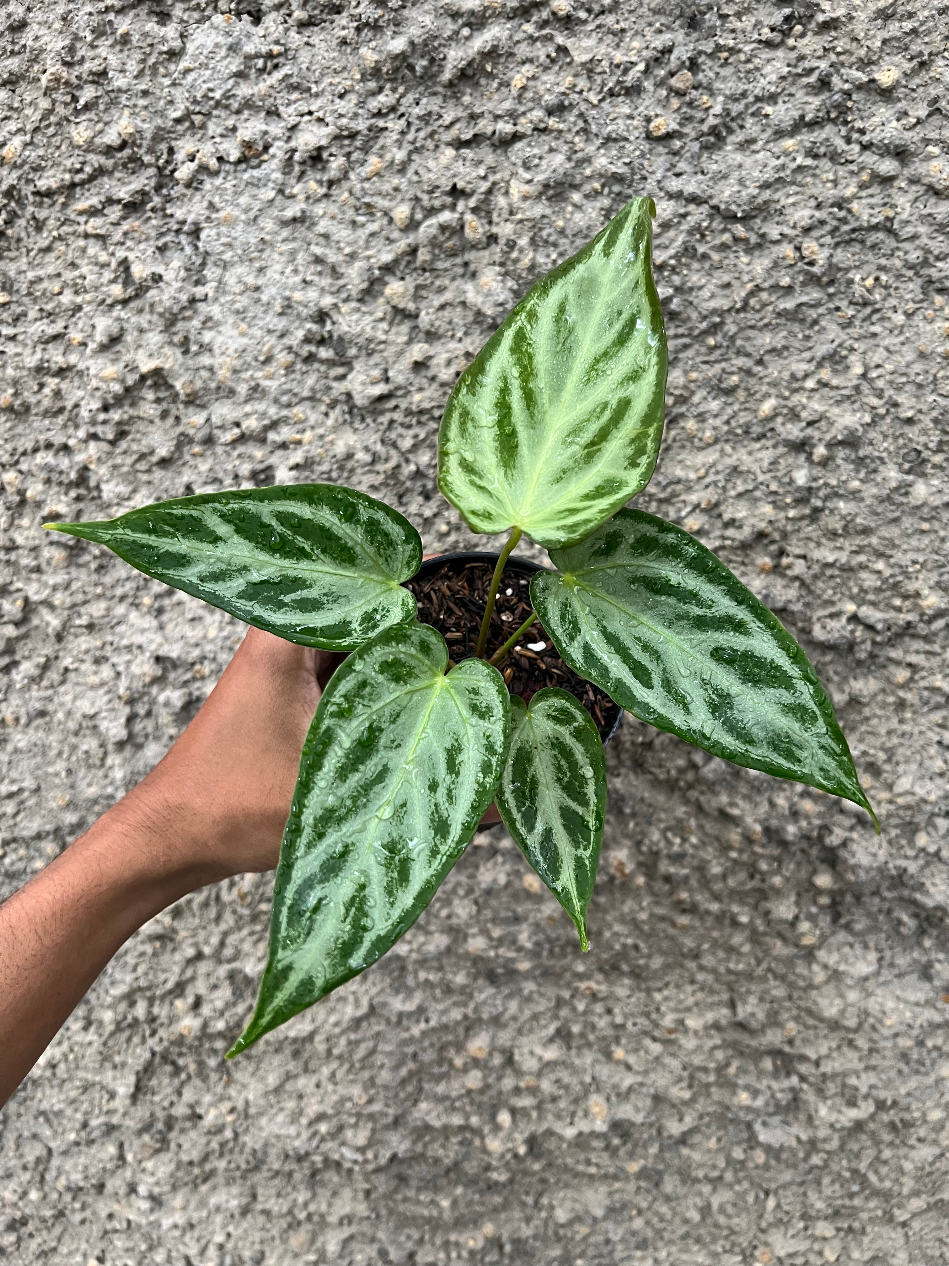 Anthurium Silver Butterfly