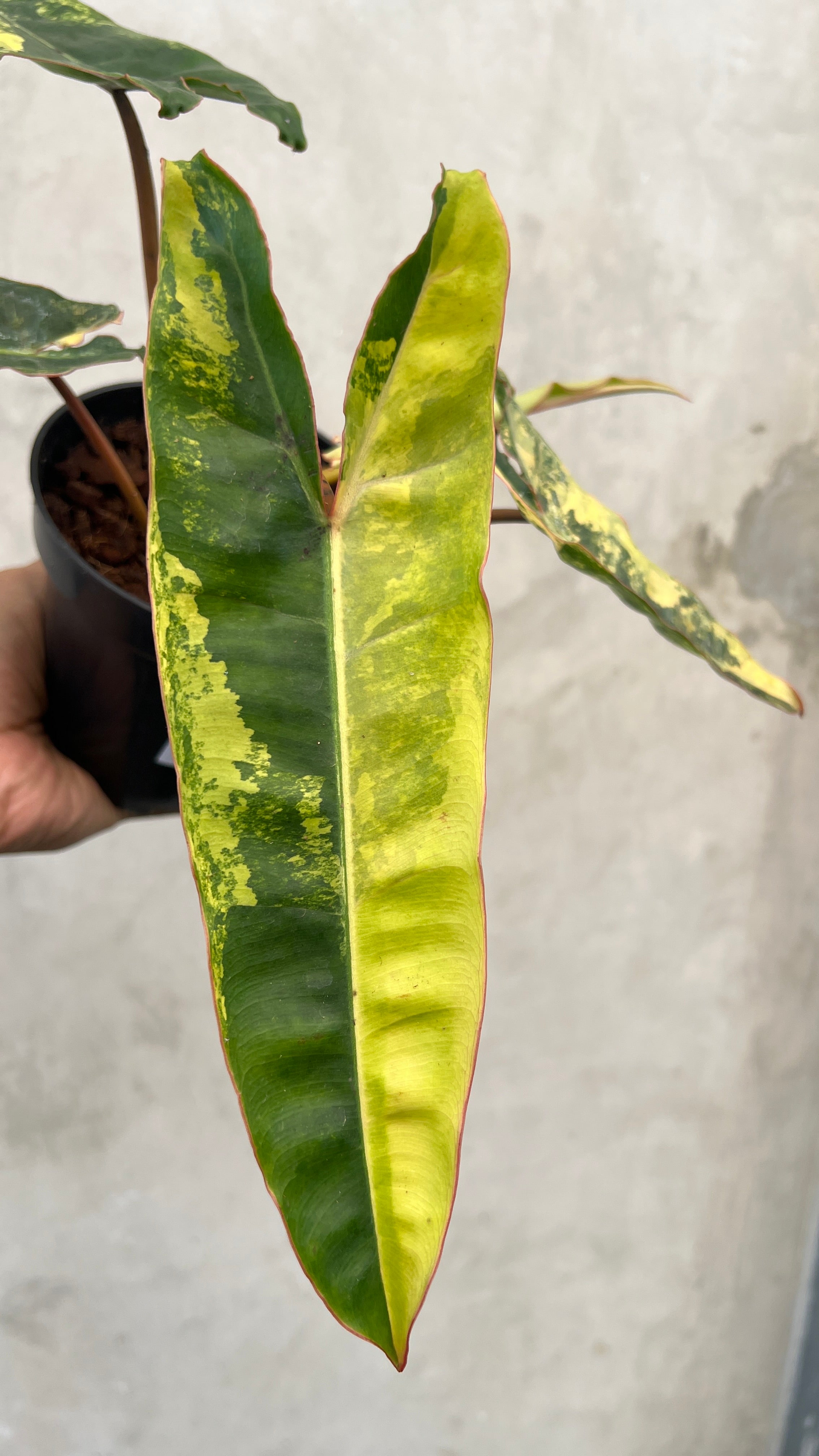 Philodendron Billietiae Variegated
