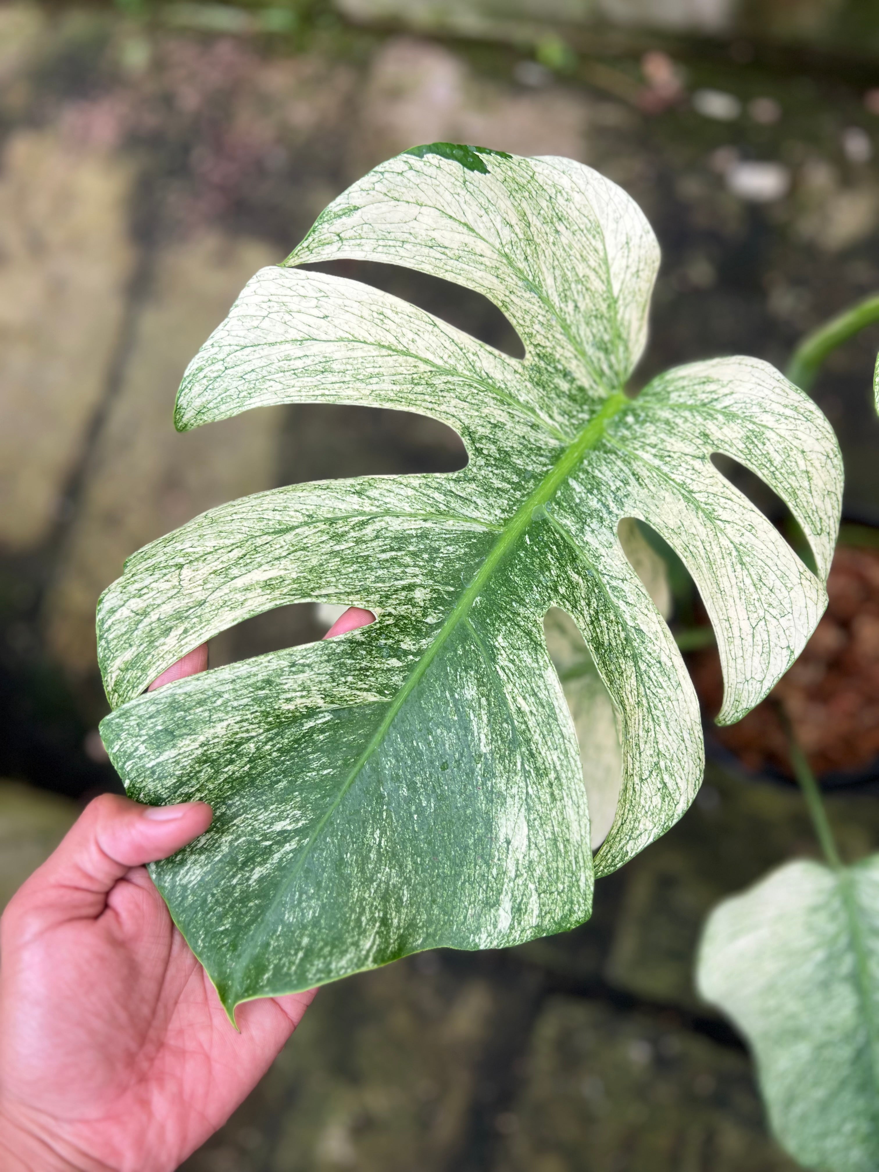Monstera Java Sports