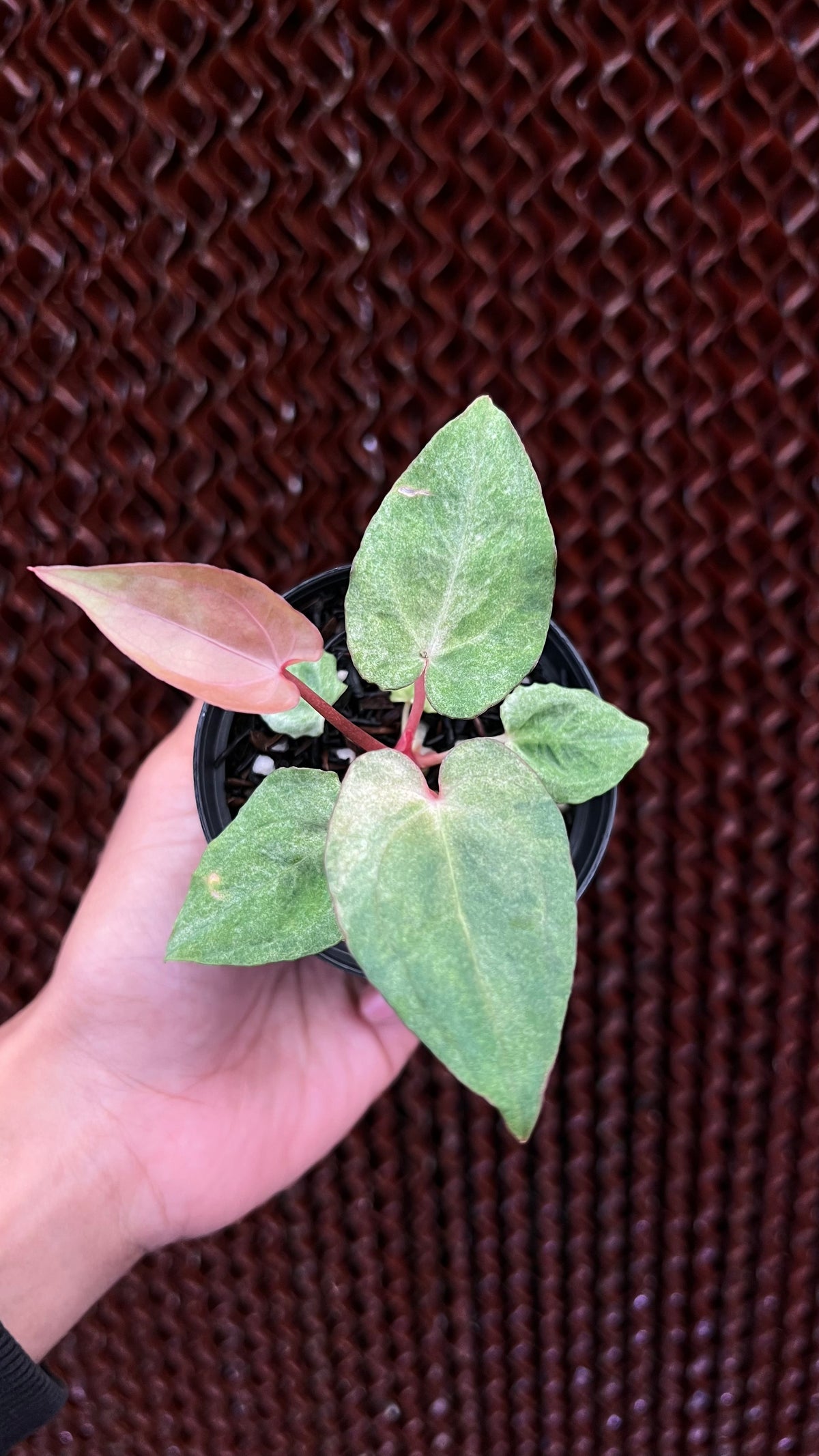 Anthurium Papilillaminum RVDP Mint Variegated