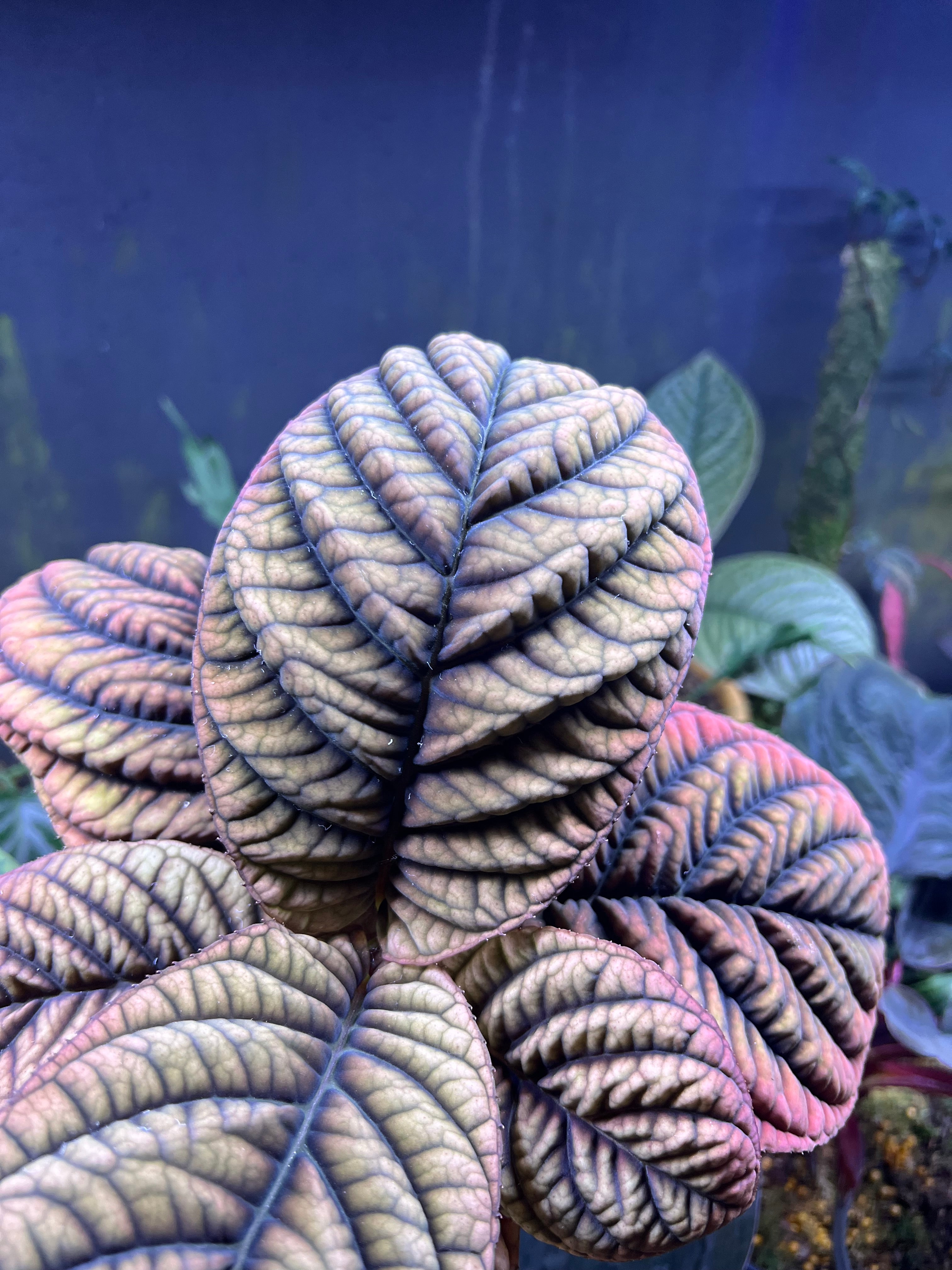 Ardisia Sp vietnam
