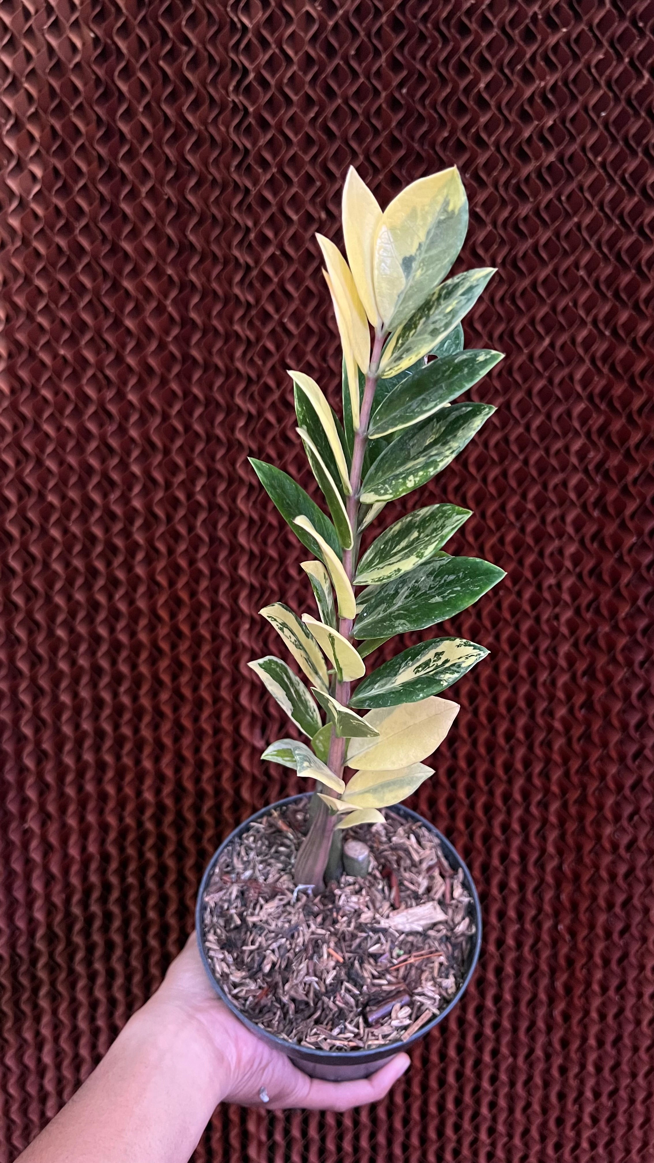 Zamioculcas Zamiifolia Variegated