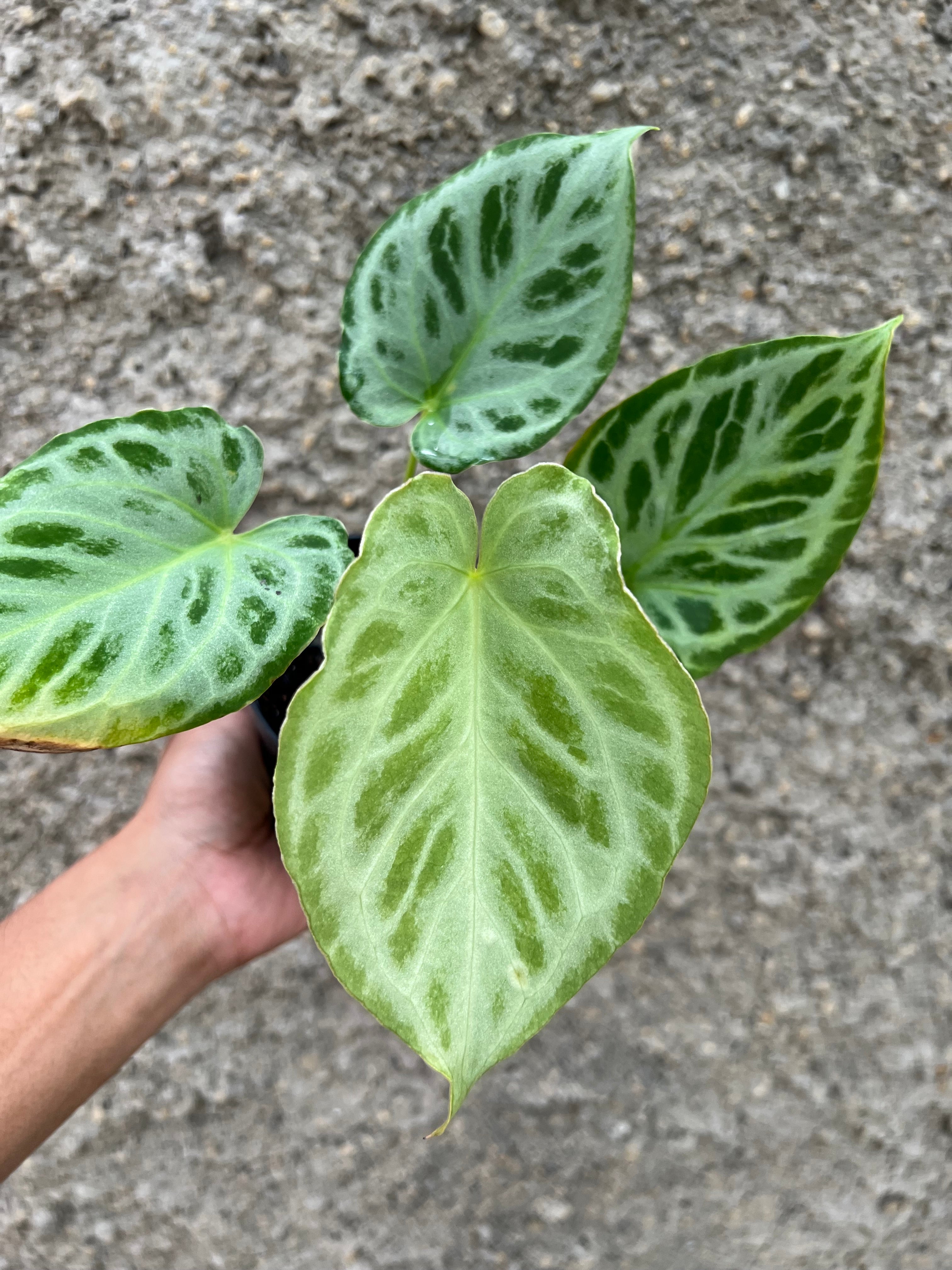 Anthurium Silver Tiger F1