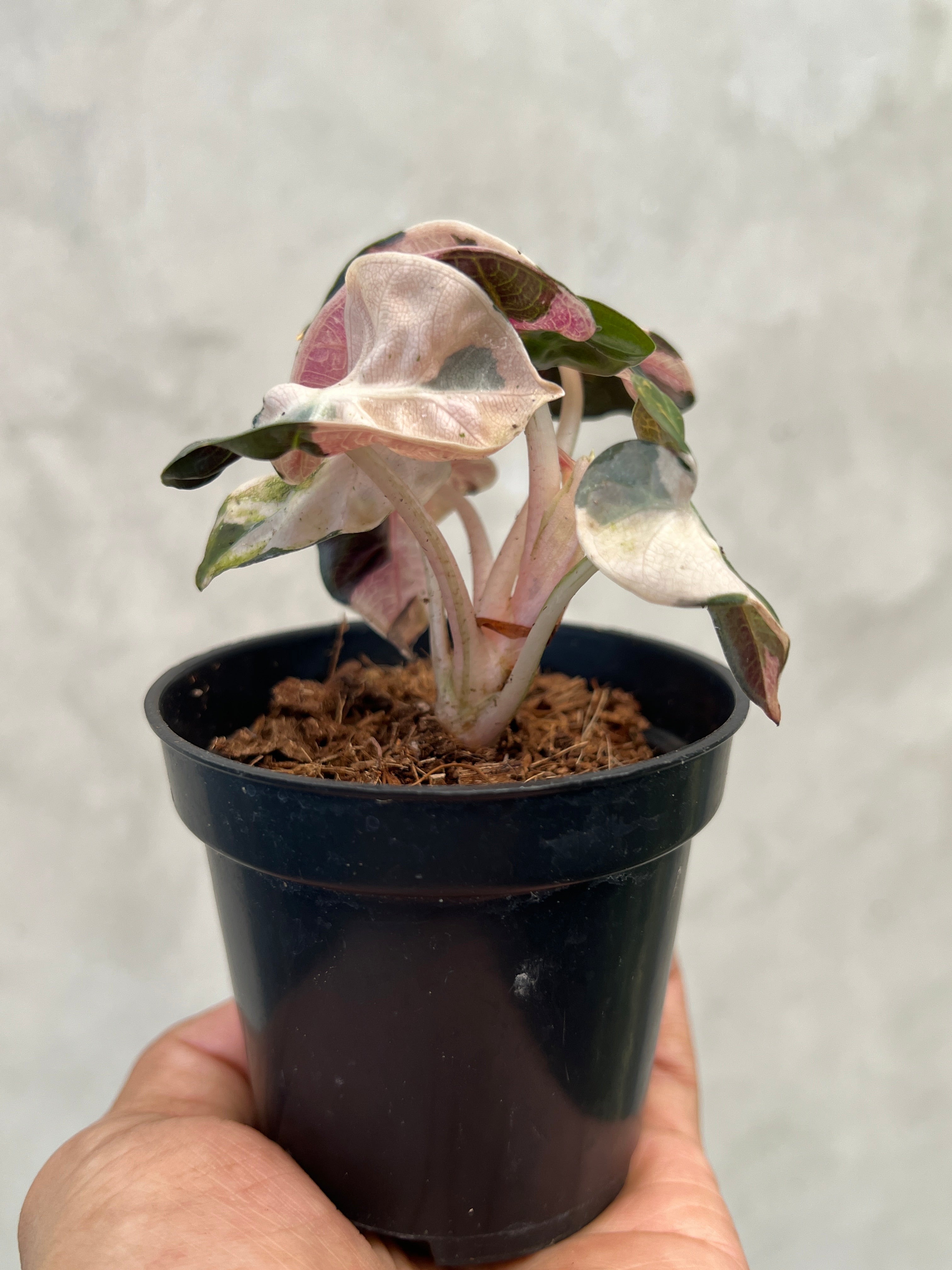 Alocasia Balloon Heart Pink Variegated