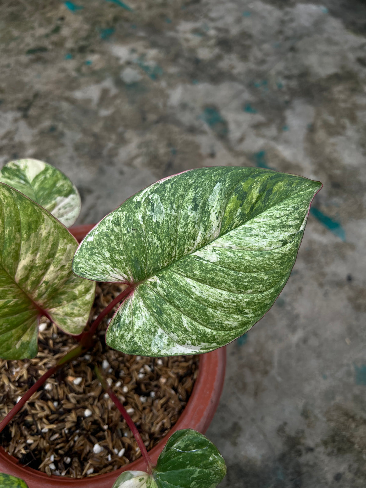 HOMALOMENA PINK LEDY SP BORNEO SELECTED