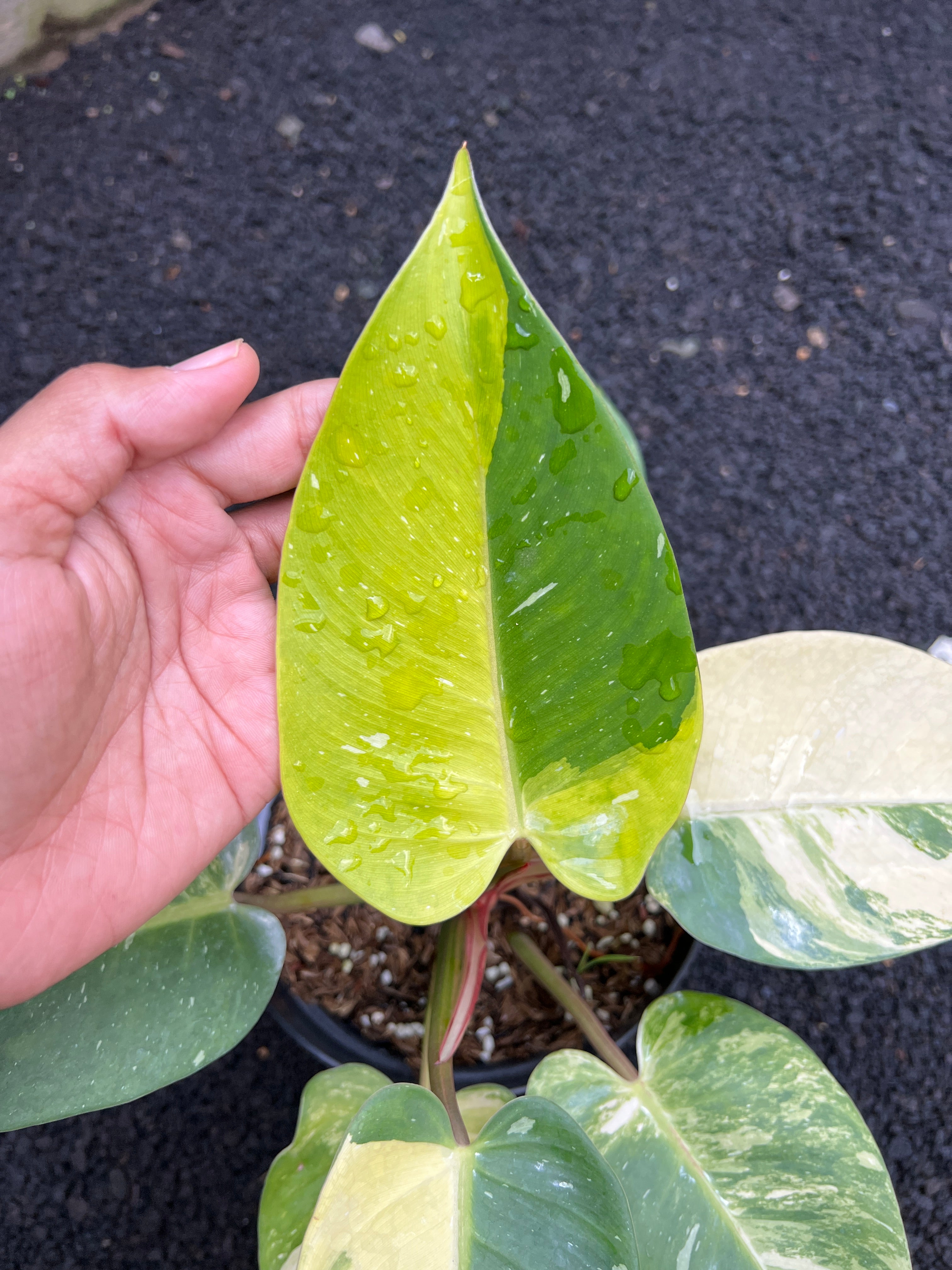 Philodendron White Princess Galaxy Variegated
