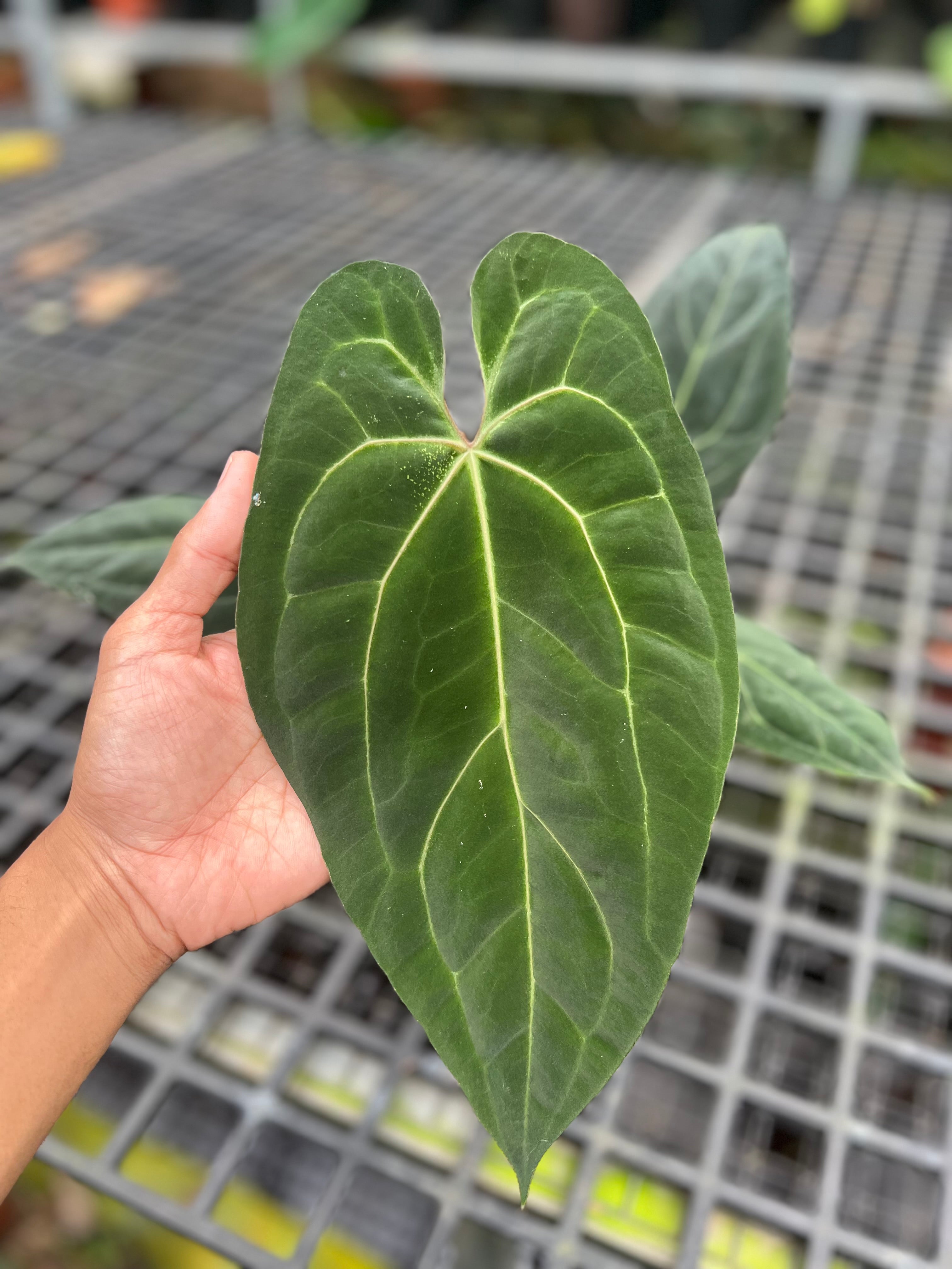 Anthurium Papilillaminum hybrid