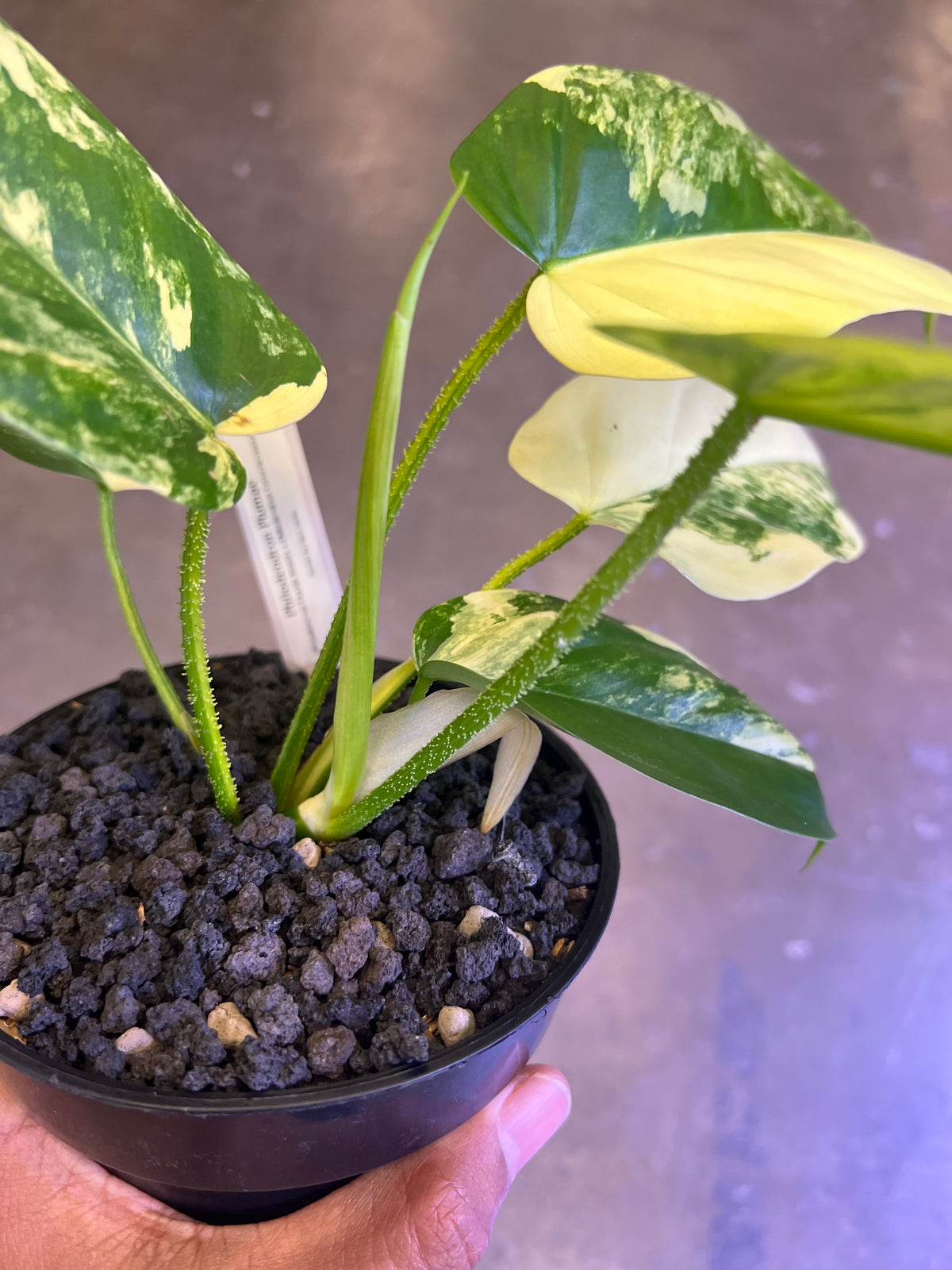 Philodendron Plumea ( floridak beauty x Genevievianum)
