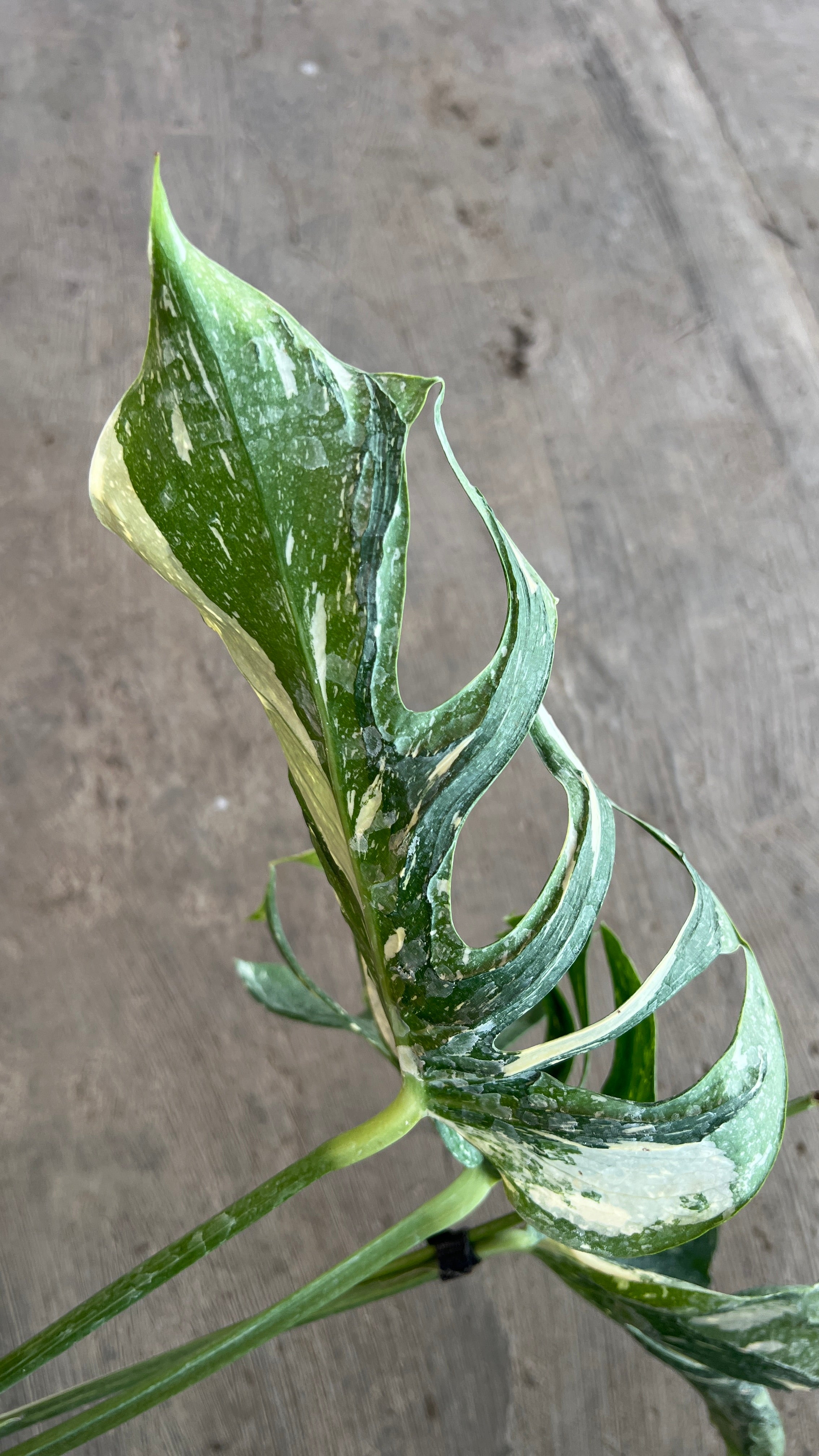Monstera Medusa Variegated