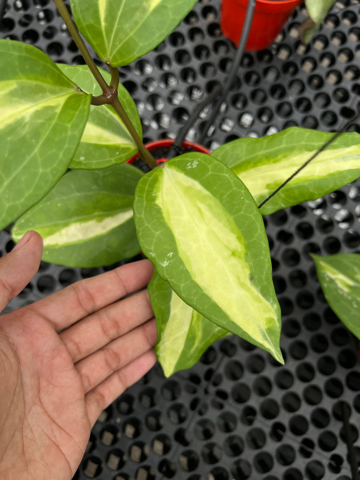 Hoya Latifolia Is Java