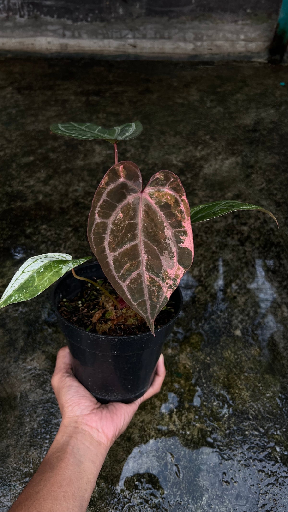 Anthurium Exodia Variegated