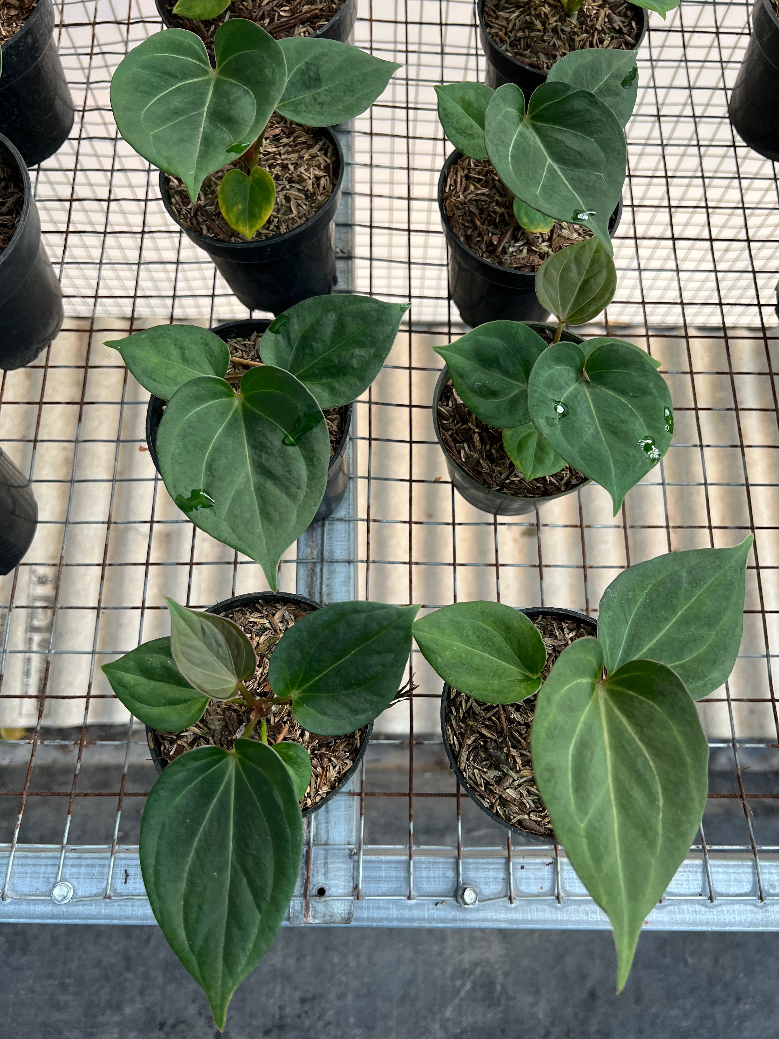 Anthurium King of Spades Small Siza