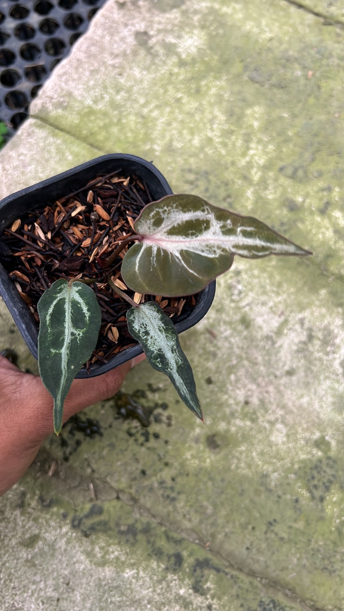 Anthurium Venom small size