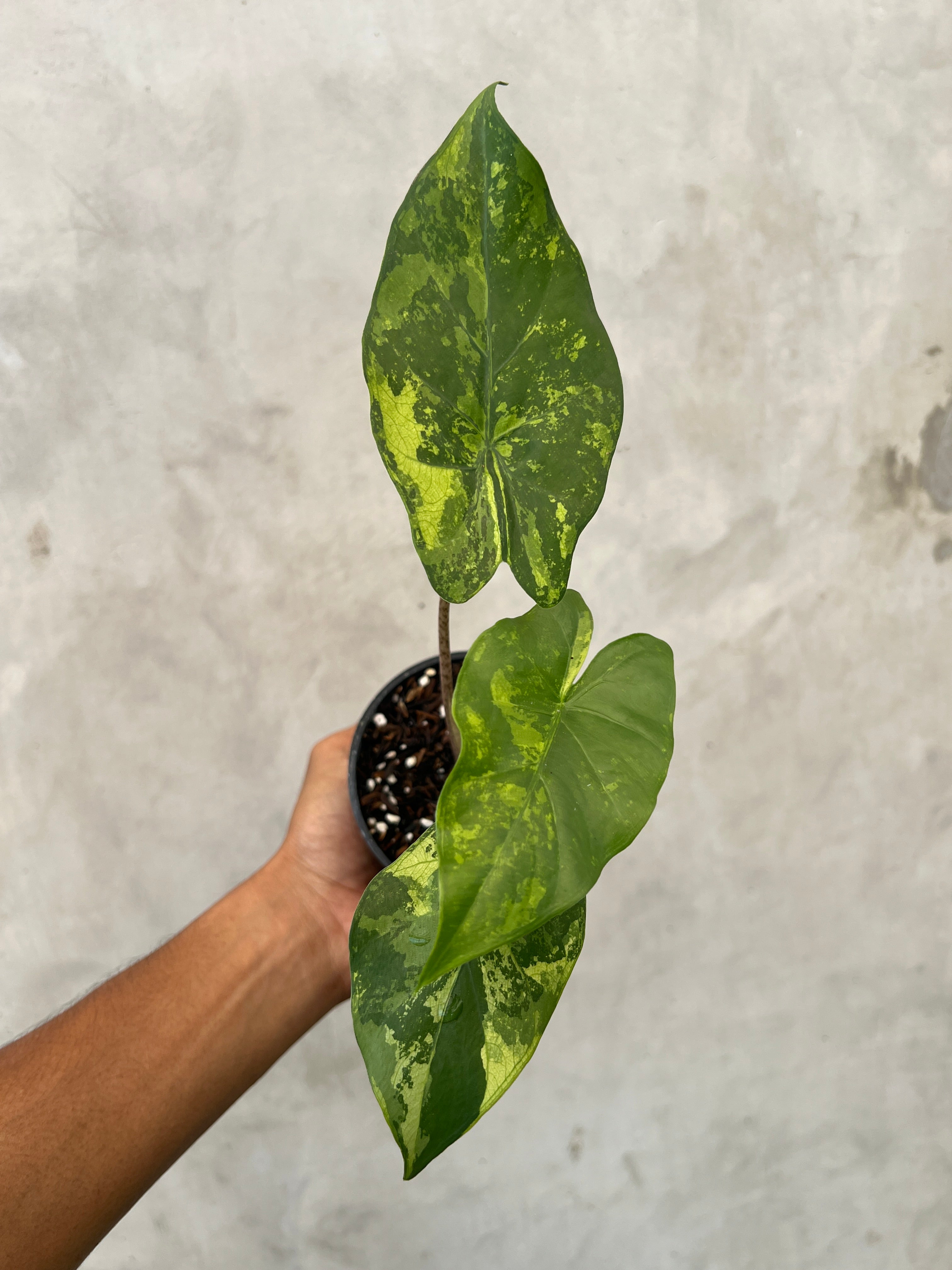 Alocasia Flemingiana Variegated