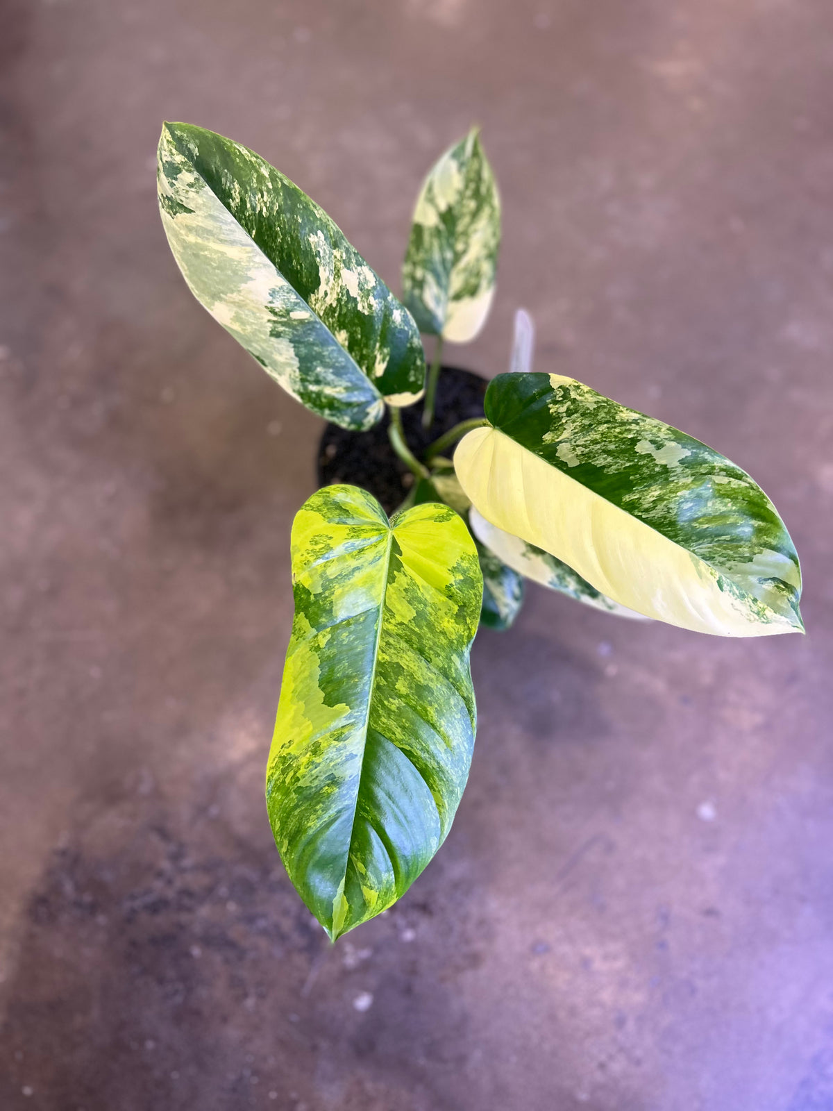 Philodendron Plumea ( floridak beauty x Genevievianum)