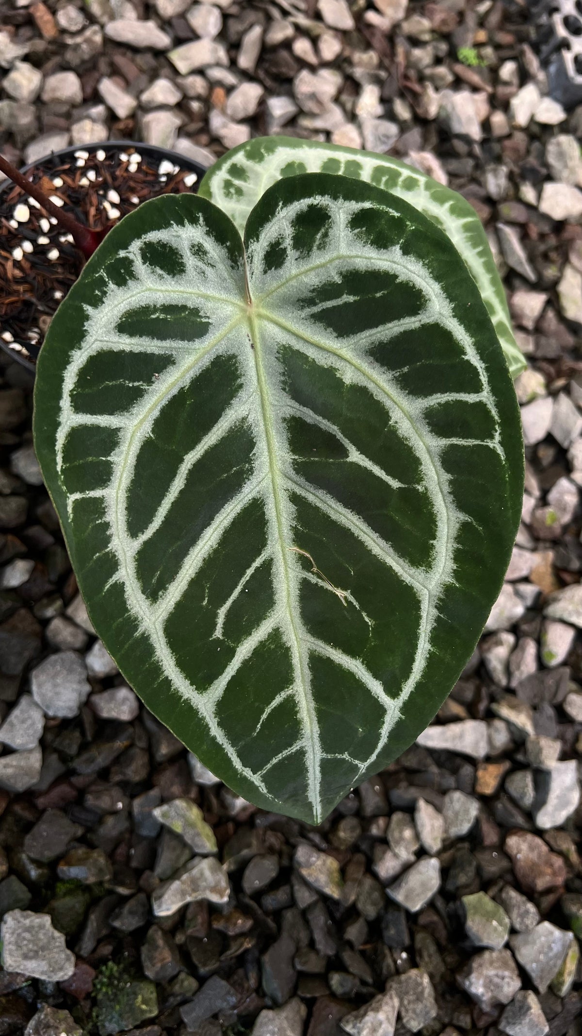 Anthurium KOS x Red x Angela self