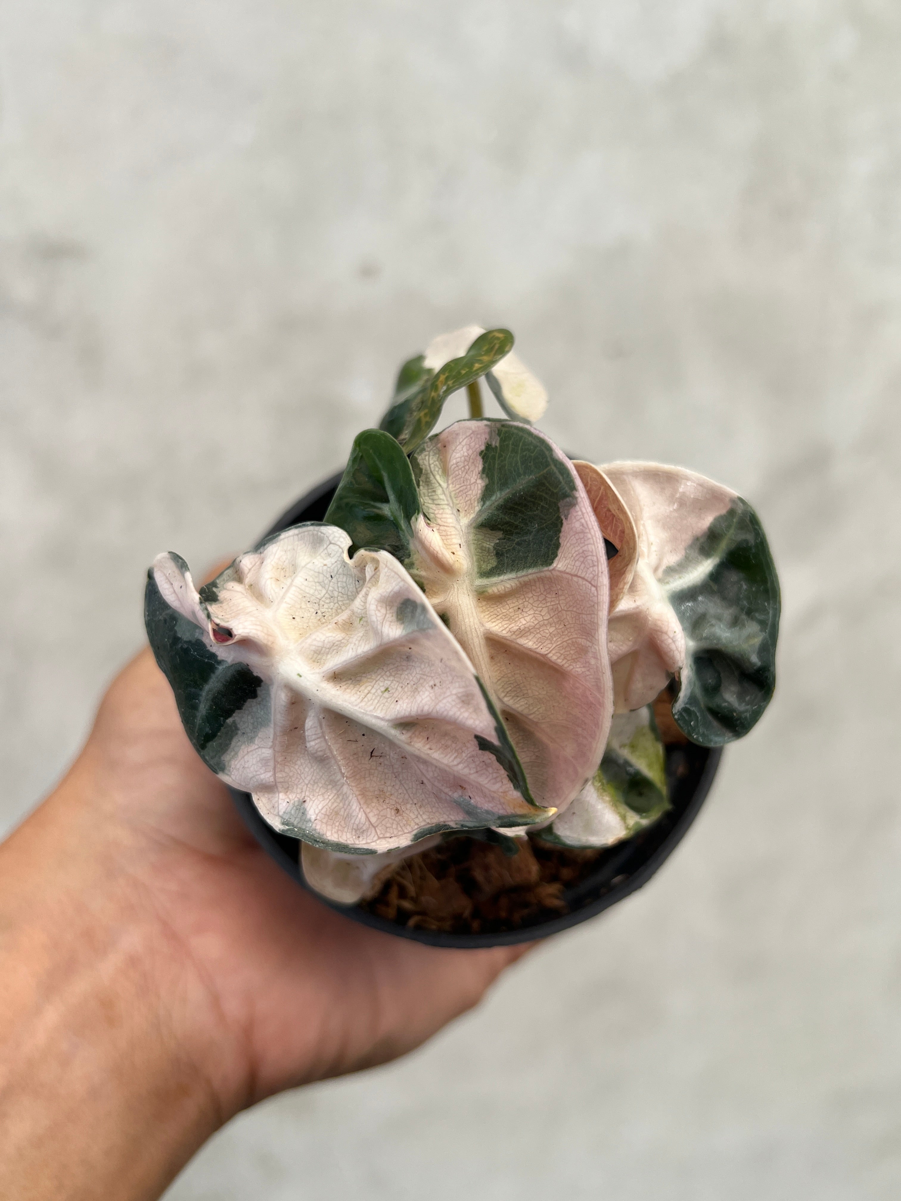 Alocasia Balloon Heart Pink Variegated