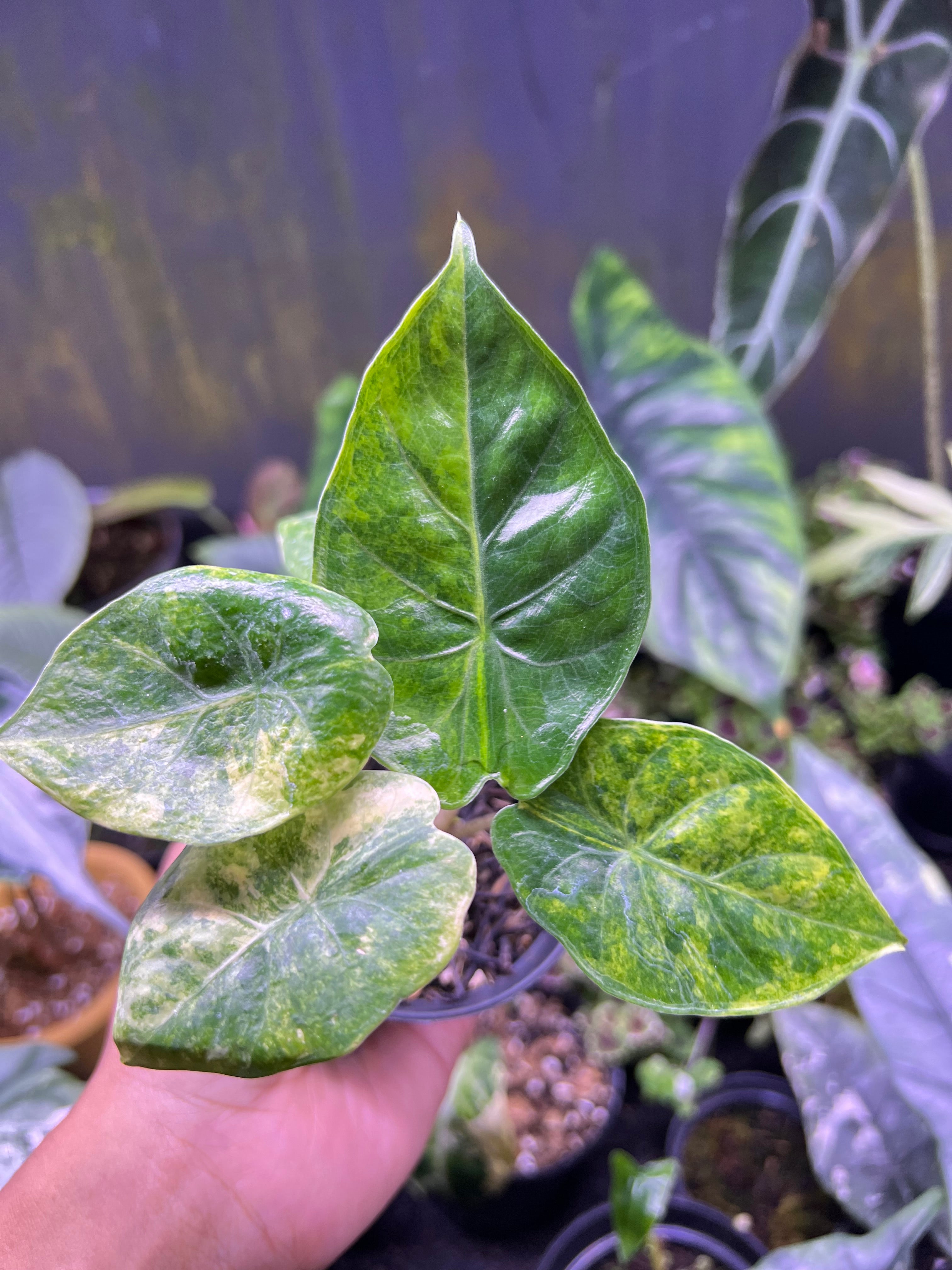 Alocasia hybrid (A. Puber aurea x Infernalis)