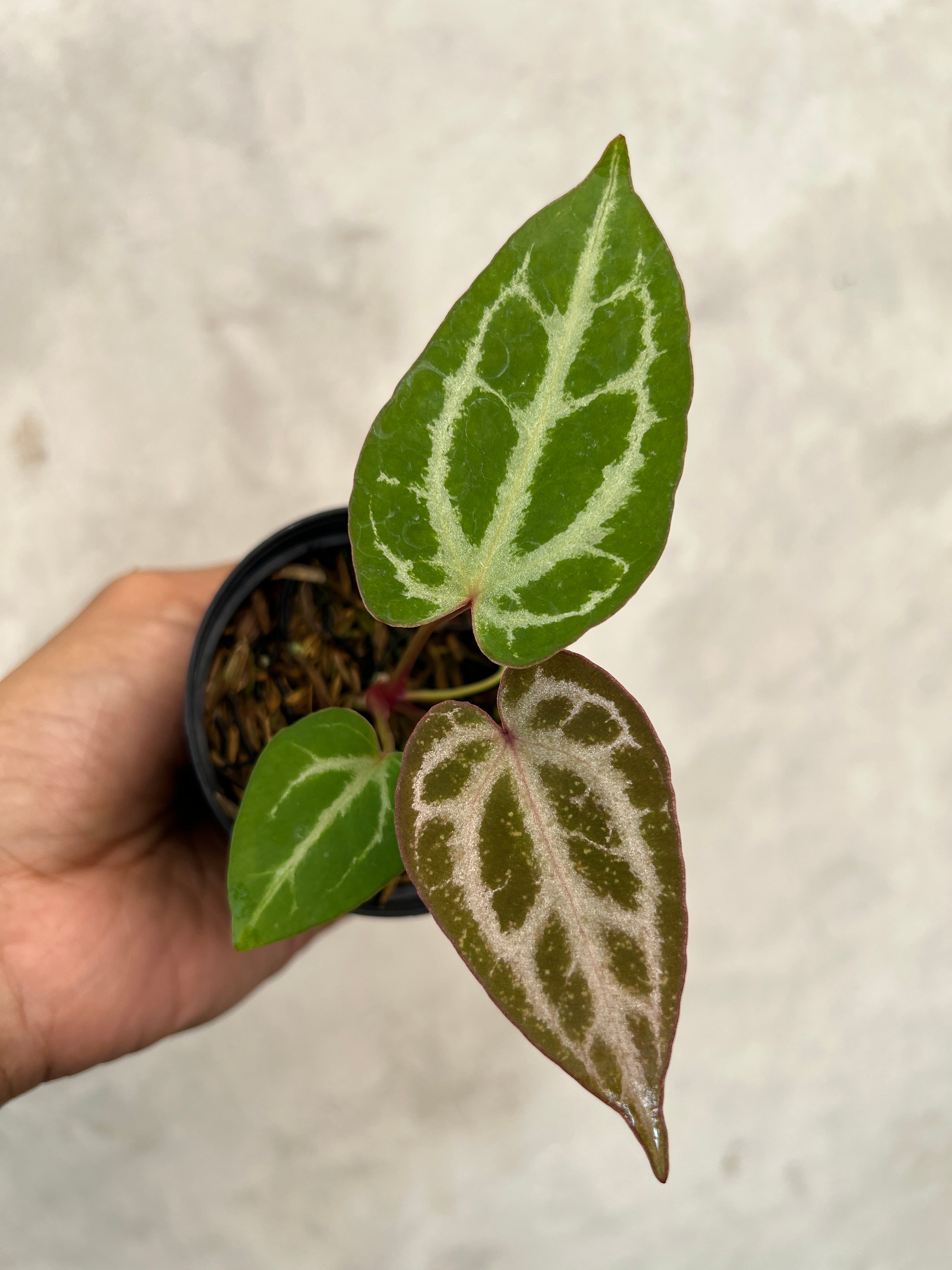 Anthurium Pink Lemonade x Silver Regar